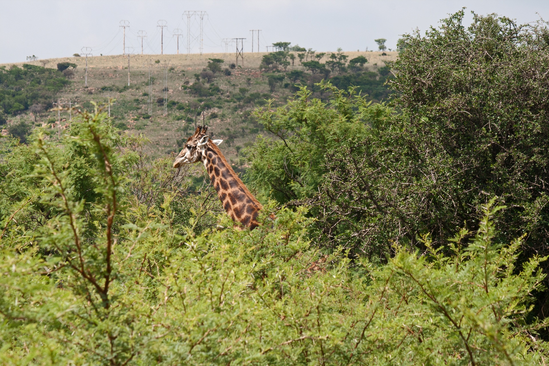 Head And Neck Of Tall Dark Giraffe