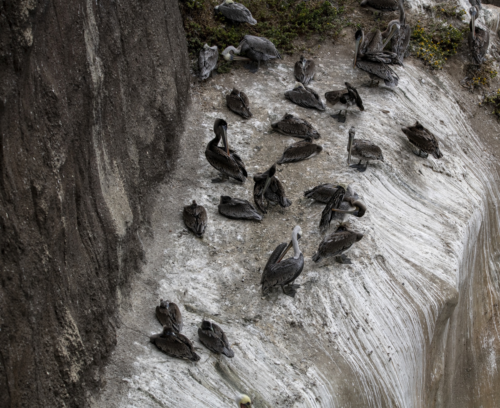 Pelican Free Stock Photo - Public Domain Pictures