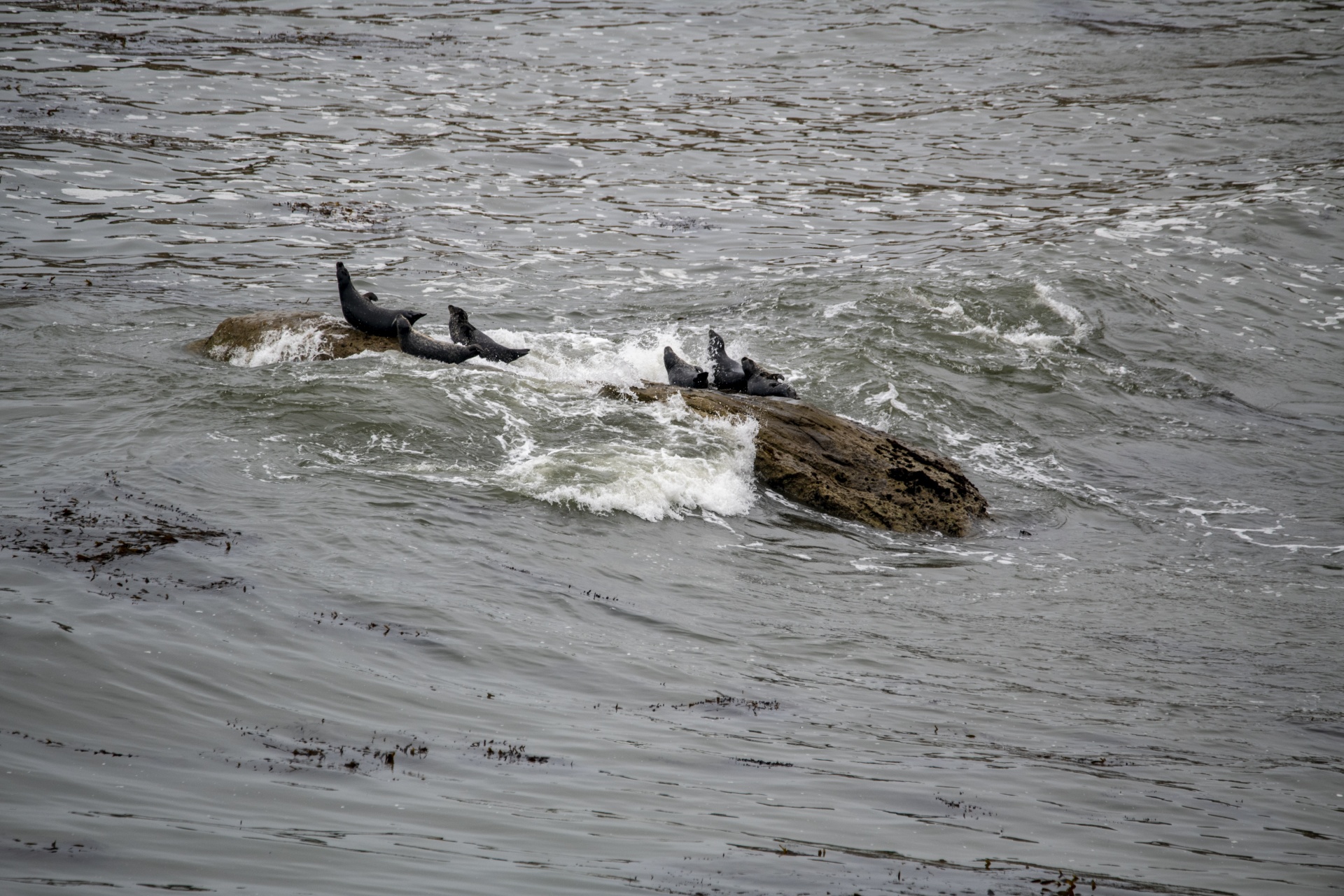 seals on a rock being washed by ocean waves