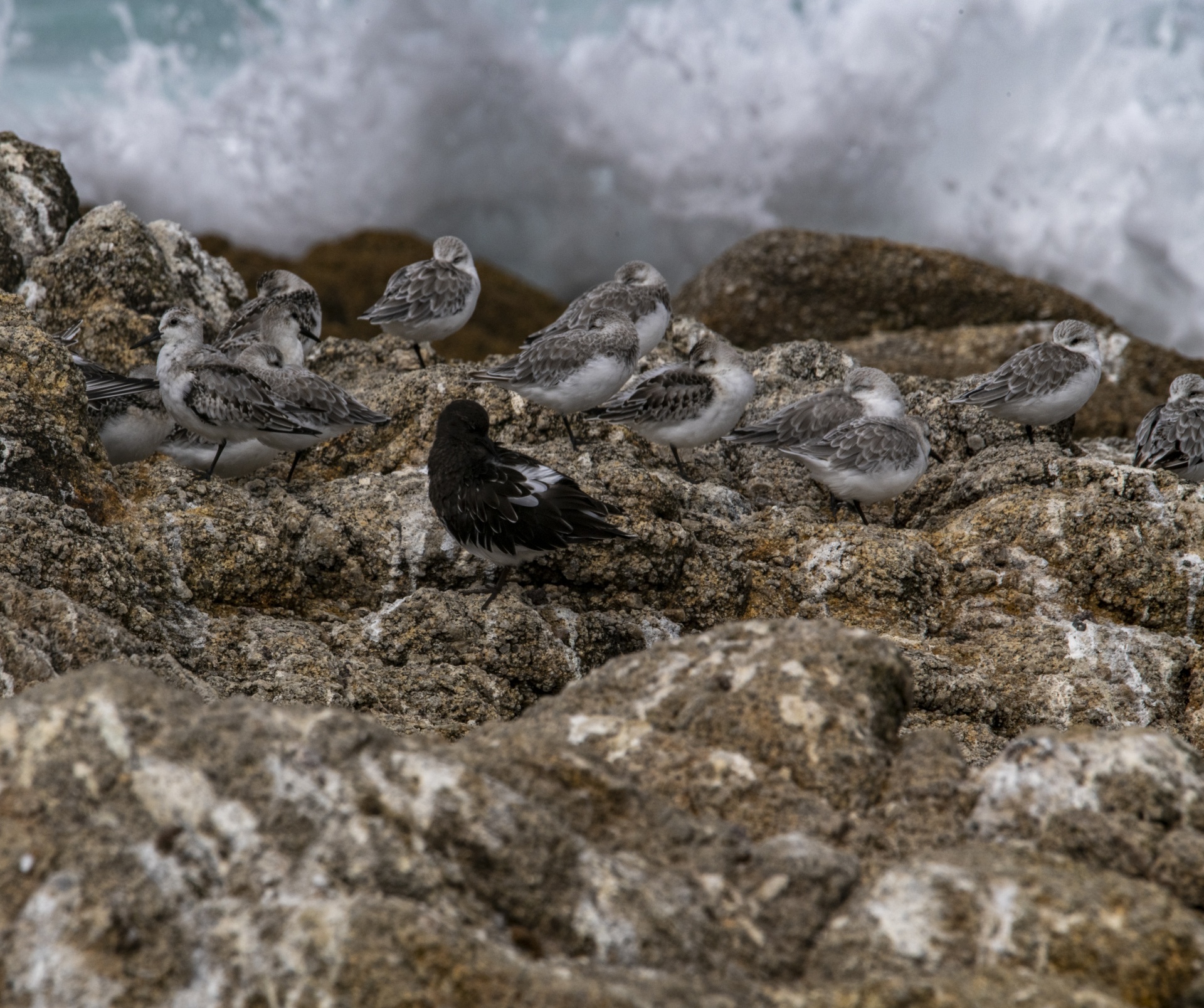 Sanderling Shore Birds
