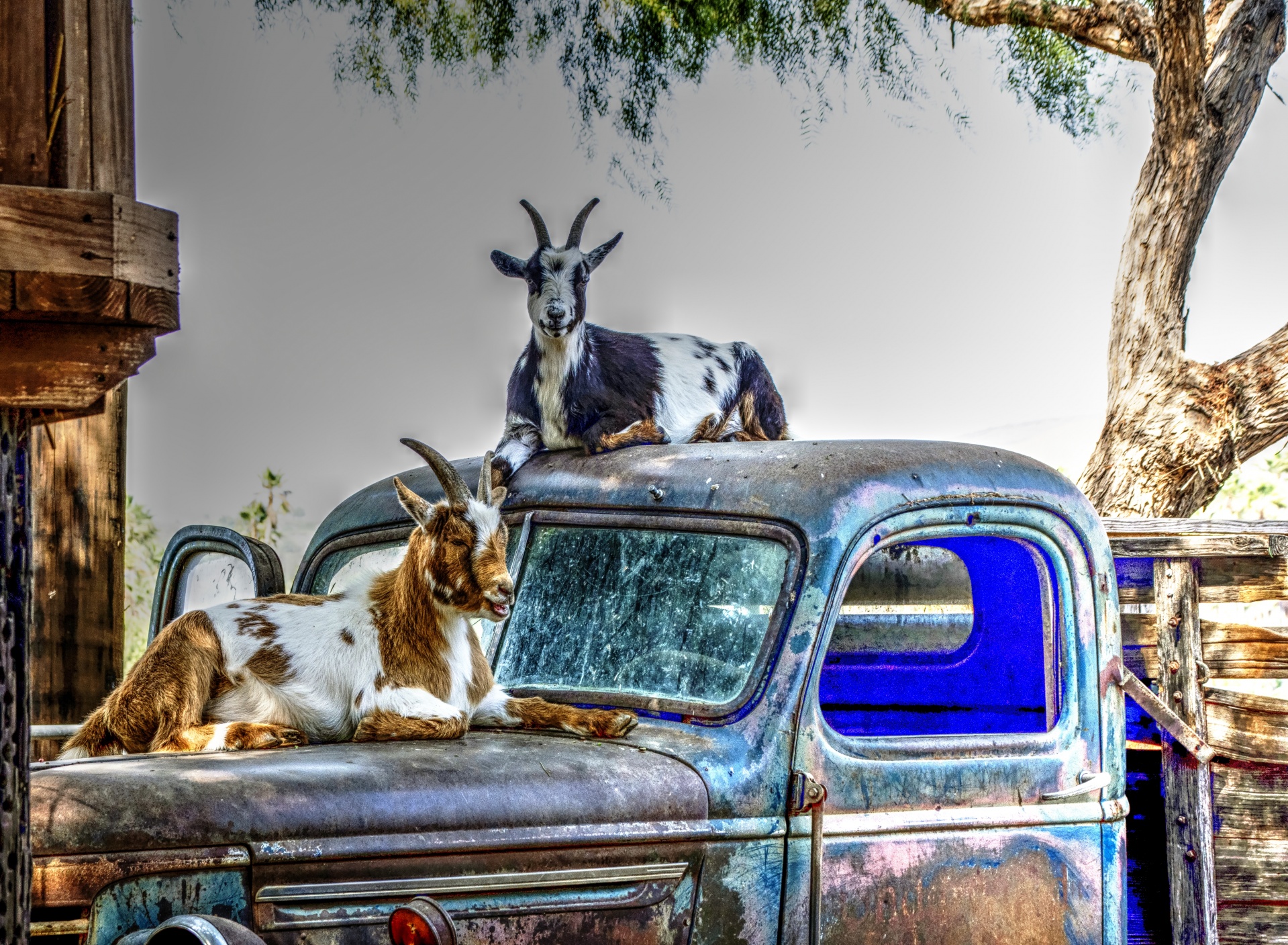 Goats On Vintage Pick-up Truck