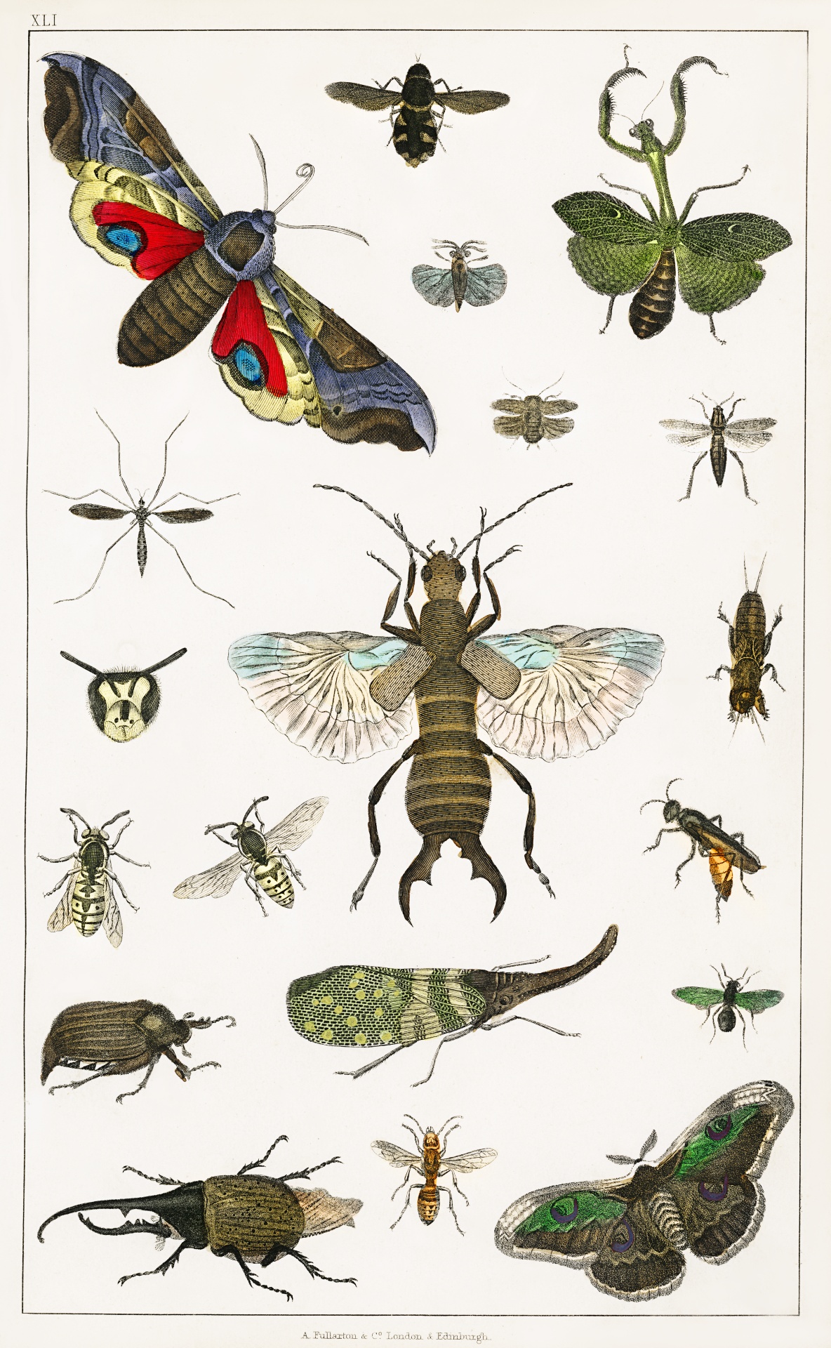 Insects Beetles Tropical Vintage Illustration Drawing Old Antique Vintage 1820 Oliver Goldsmith Art