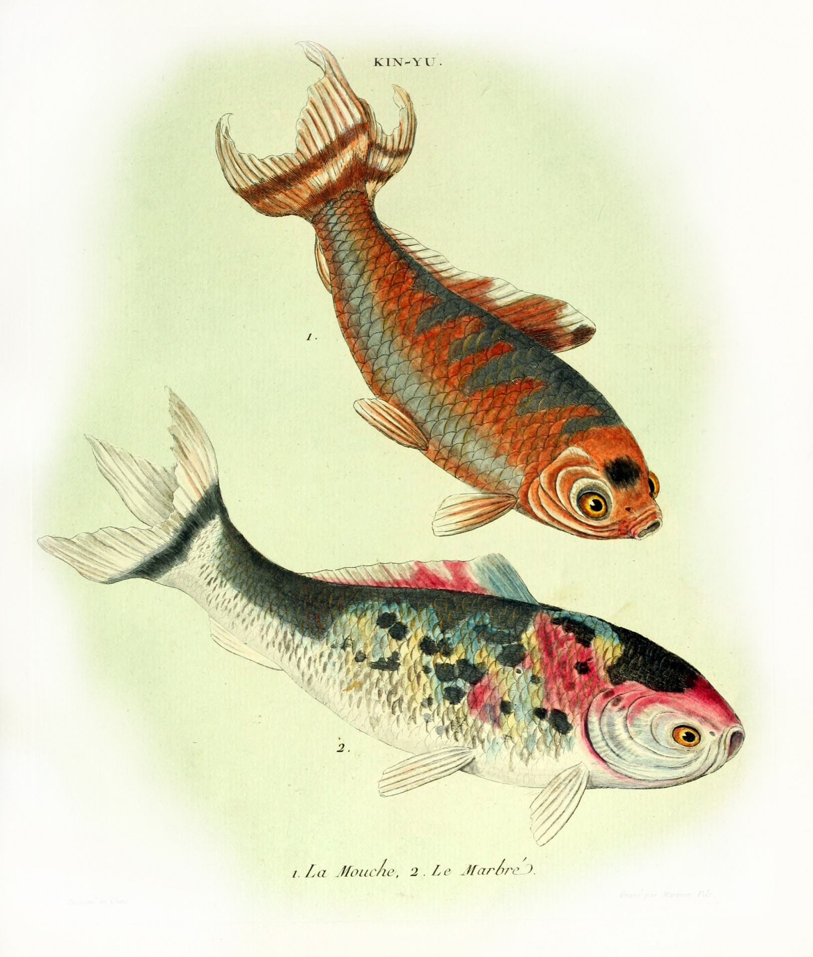 Koi fish vintage old art antique illustration drawing watercolor japan