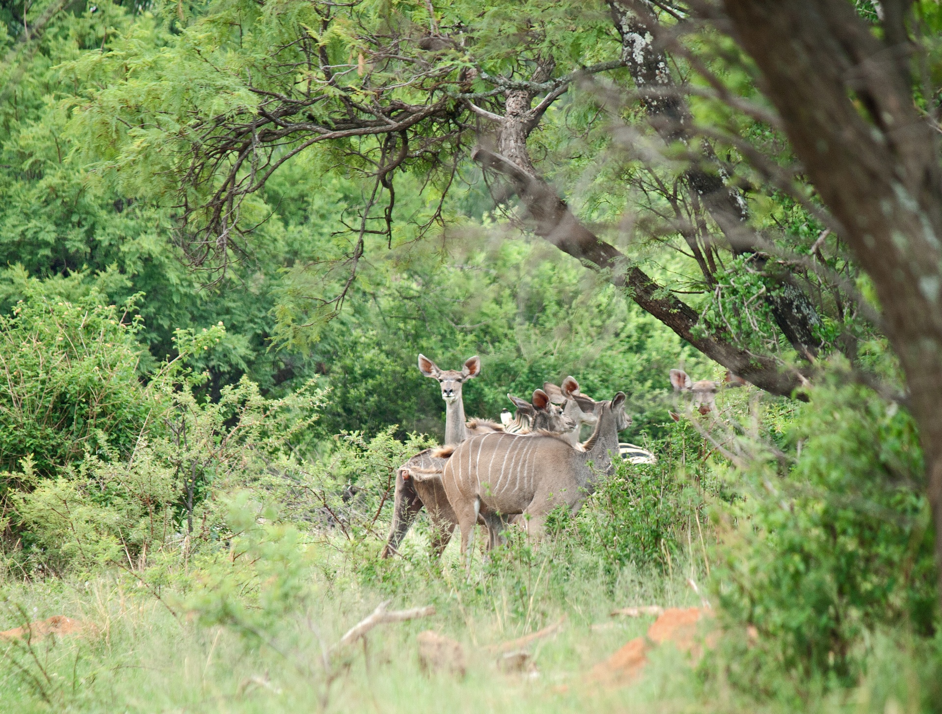 Kudu Cows In A Bush Landscape