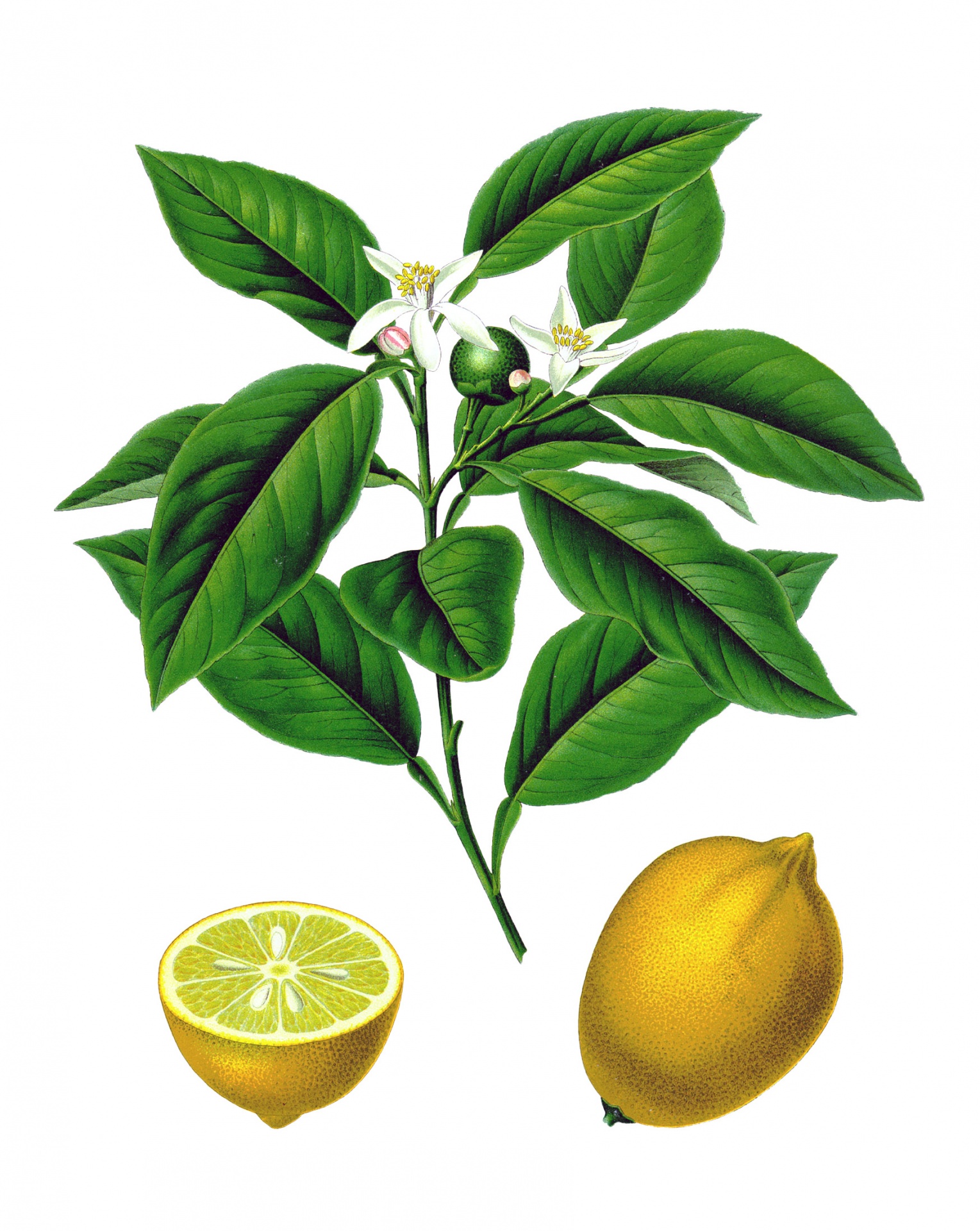 Vintage botanical art illustration of lemons, fruit of the lemon tree clipart on white background with leaves and blossom flower