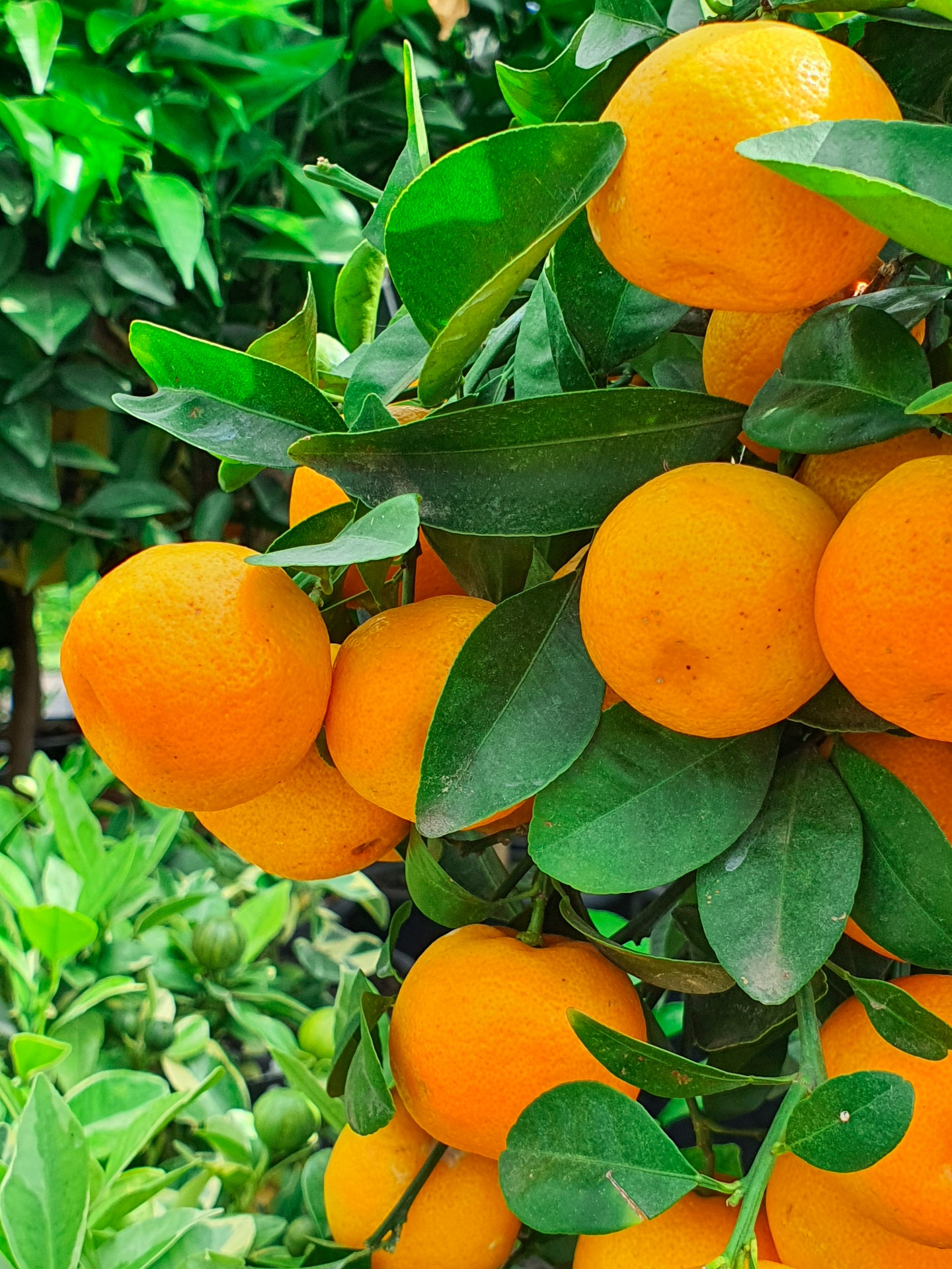 Mandarins Growing On A Tree