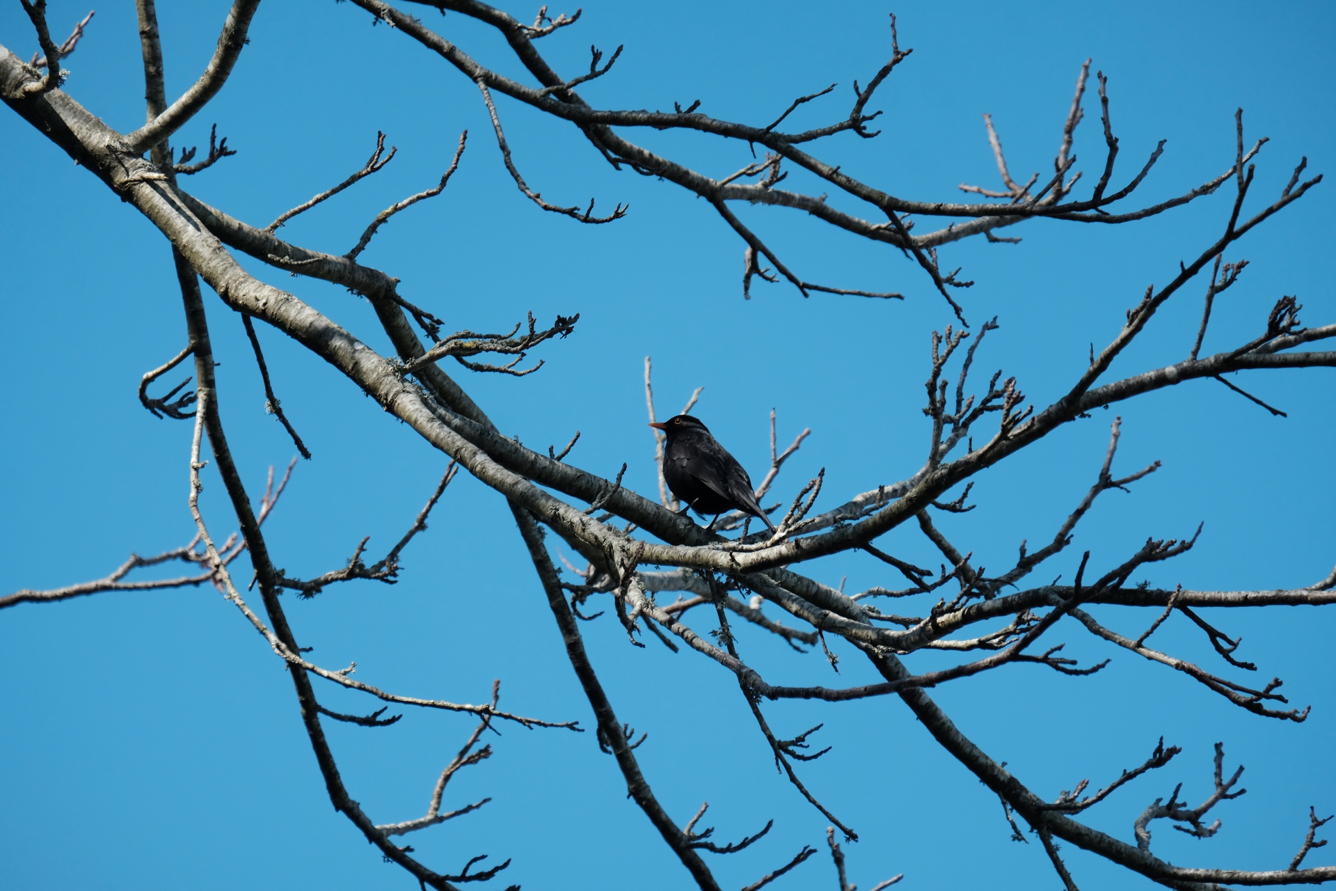 Blackbird In The Trees