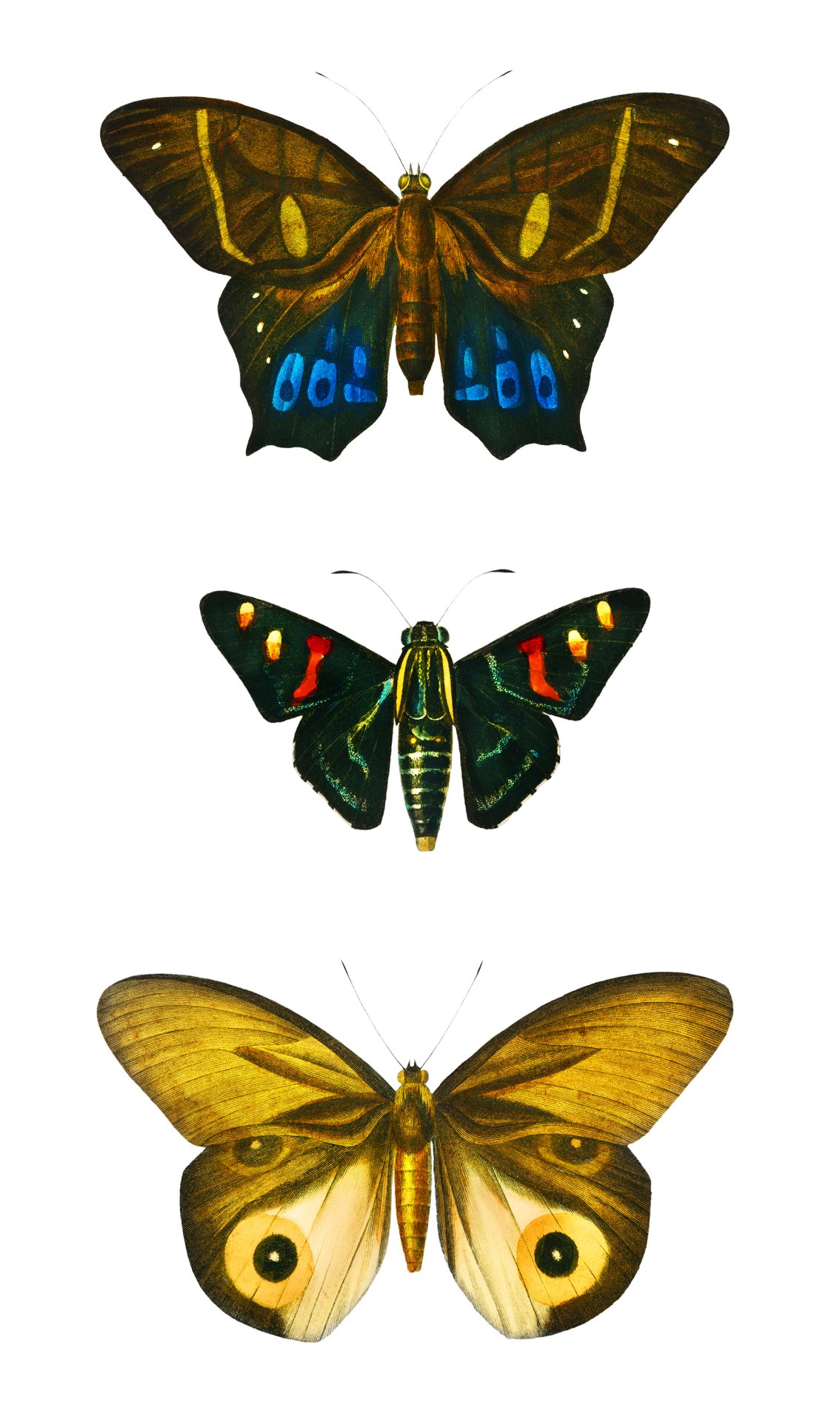 Moth Hawkers Vintage Clipart