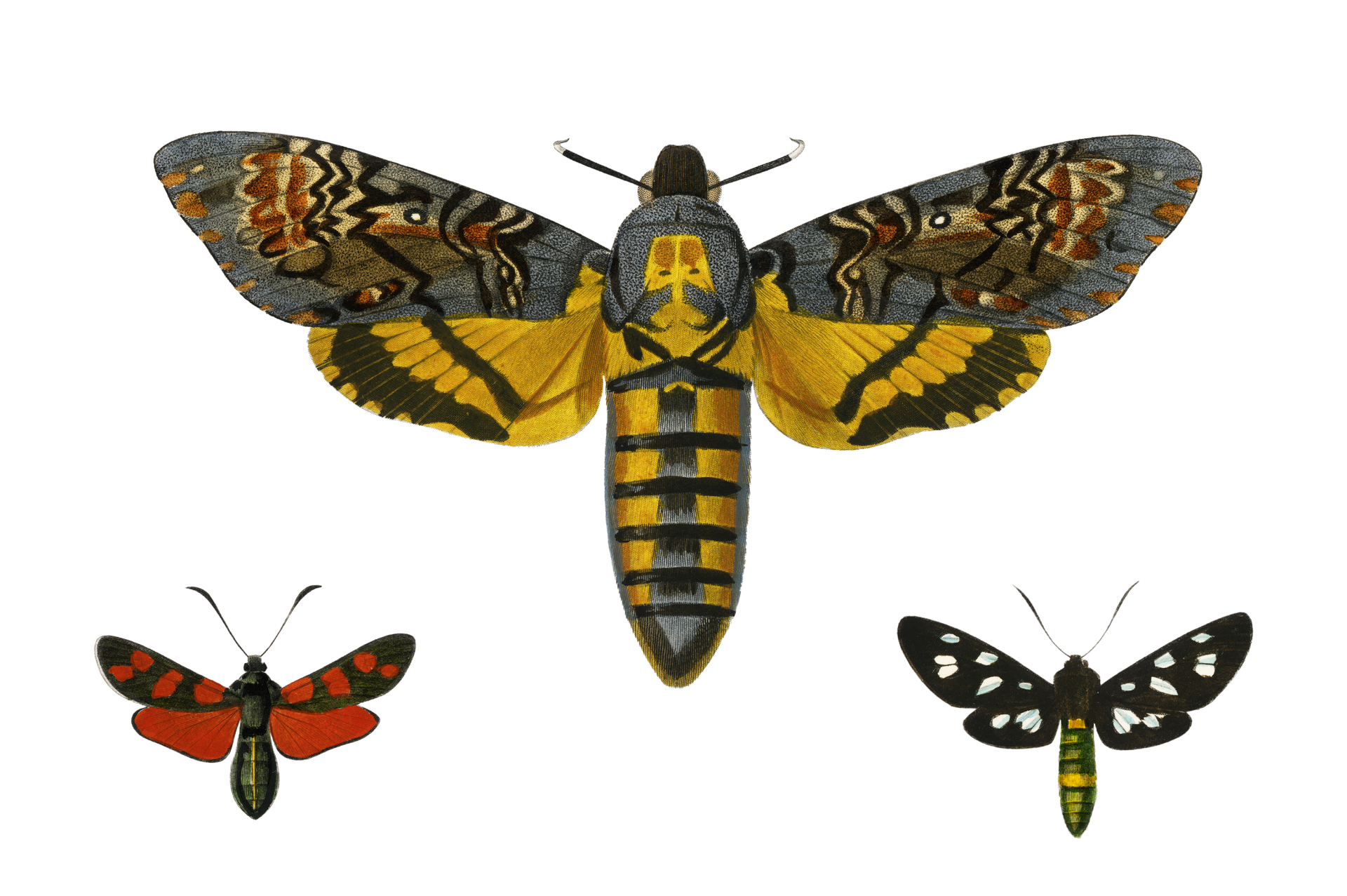 Moth hawk butterfly moth insect clipart with transparent background image element cut out from old public domain illustration from 19th century vintage stickers