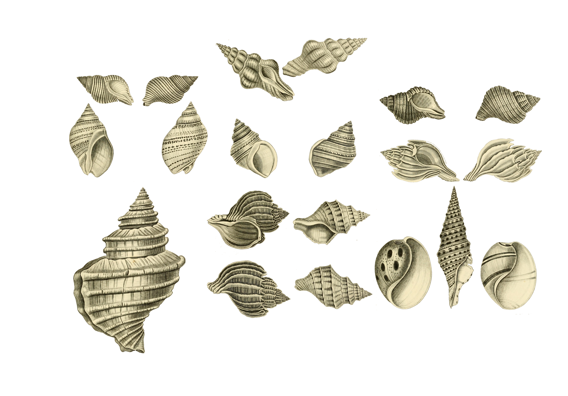 Seashells Sea Shell Clipart Vintage