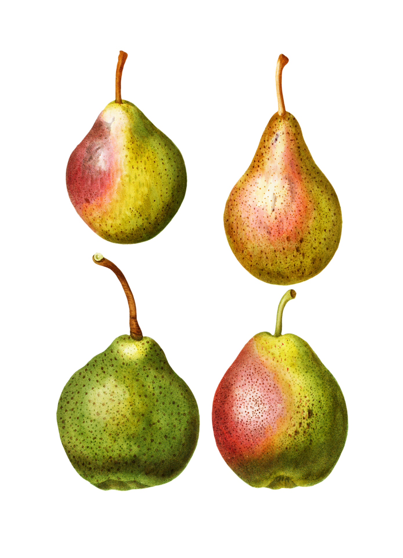Fruit Pears Vintage Clipart