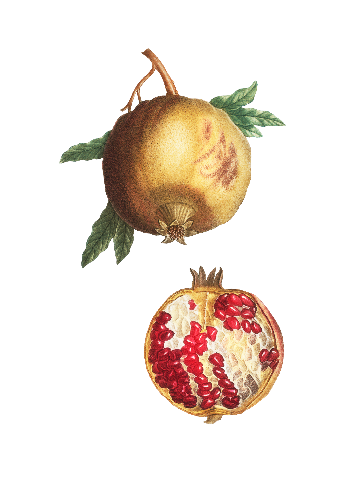 Fruit Pomegranate Vintage Clipart
