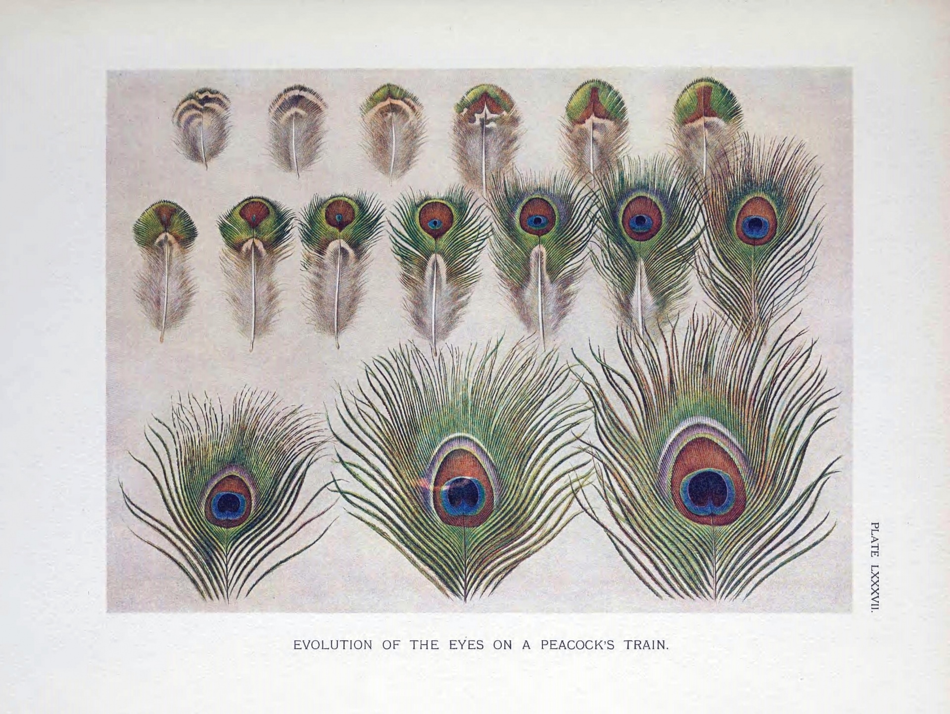 Peacock feathers peacock feather vintage old ornithology ornithology blackboard biology poster illustration drawing plumage public domain graphic