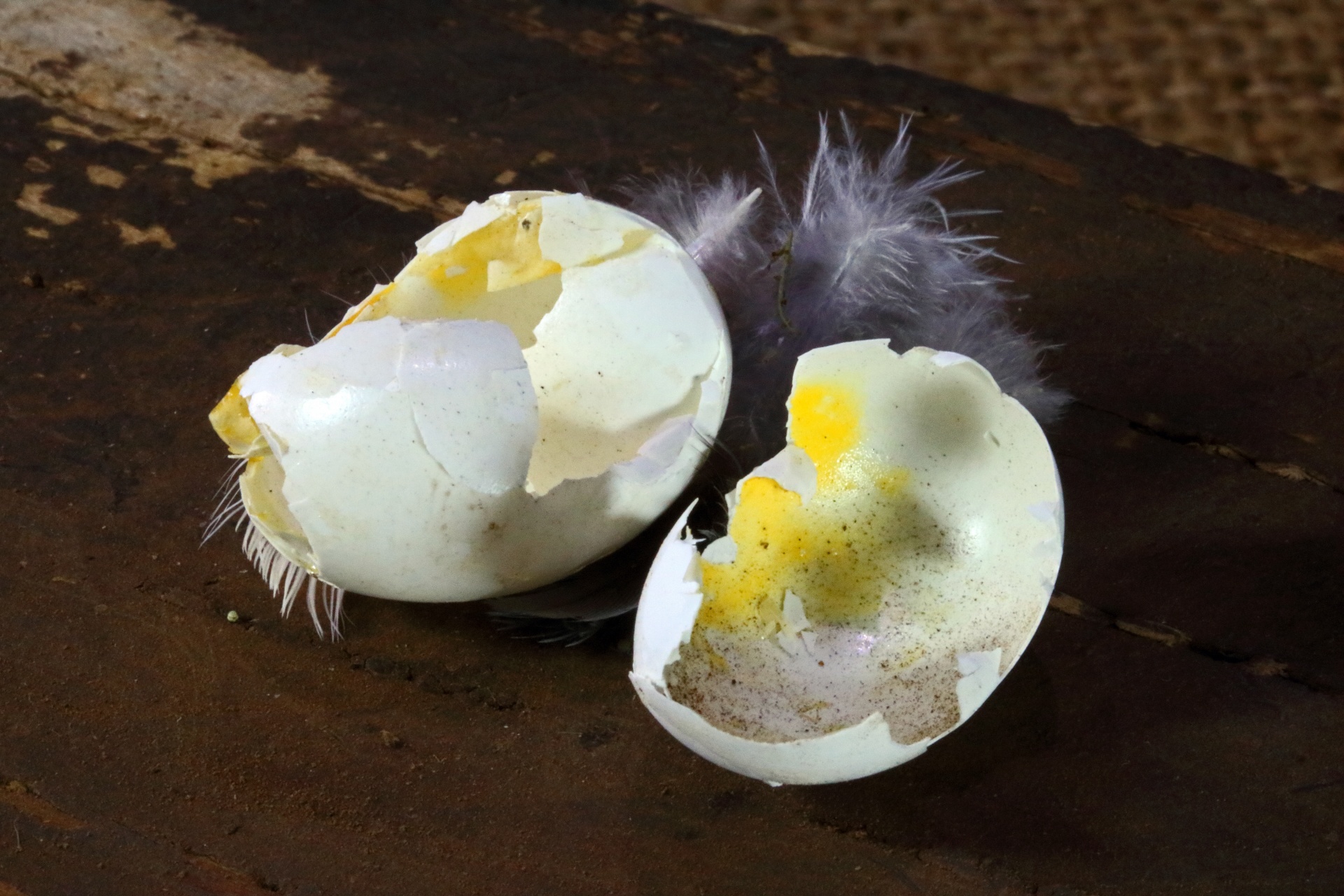 Pieces Of Small Broken Bird's Egg