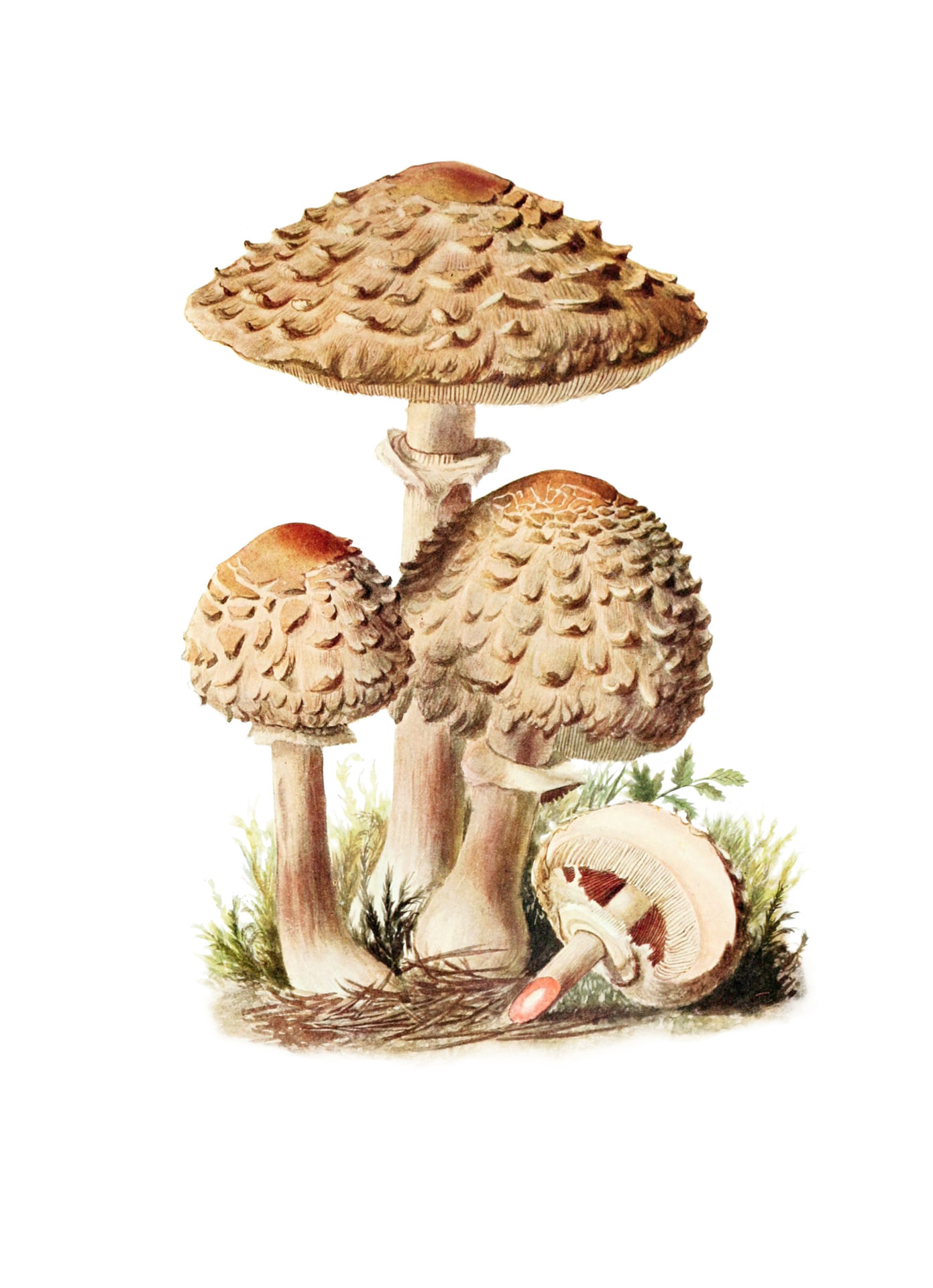 Mushroom Saffron Vintage Clipart