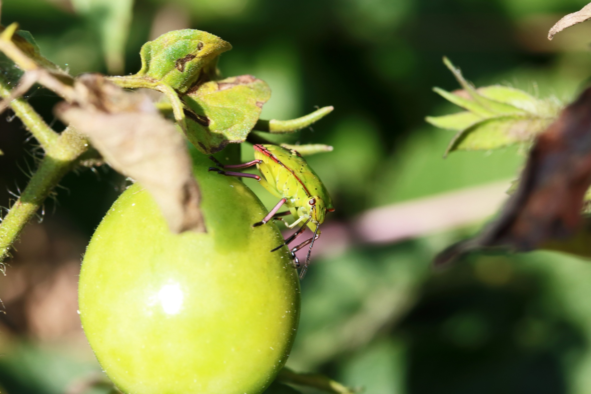 Pink And Green Shield Bug On Tomato