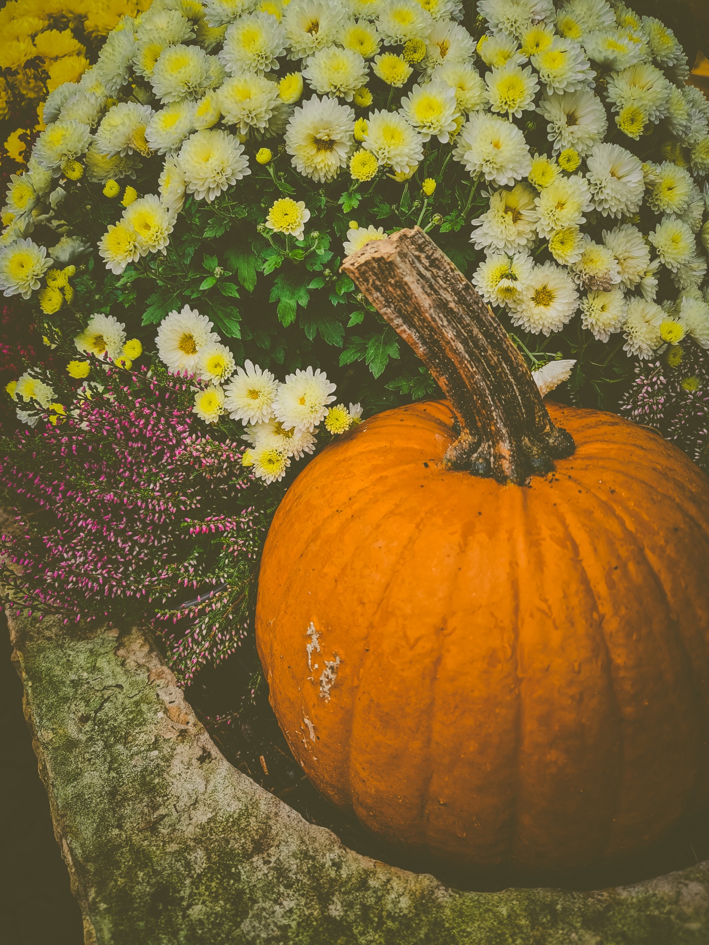 Pumpkin And Flowers