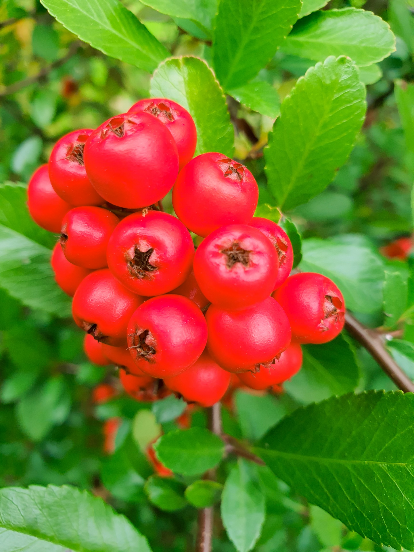 Red firethorns berries with green leaves