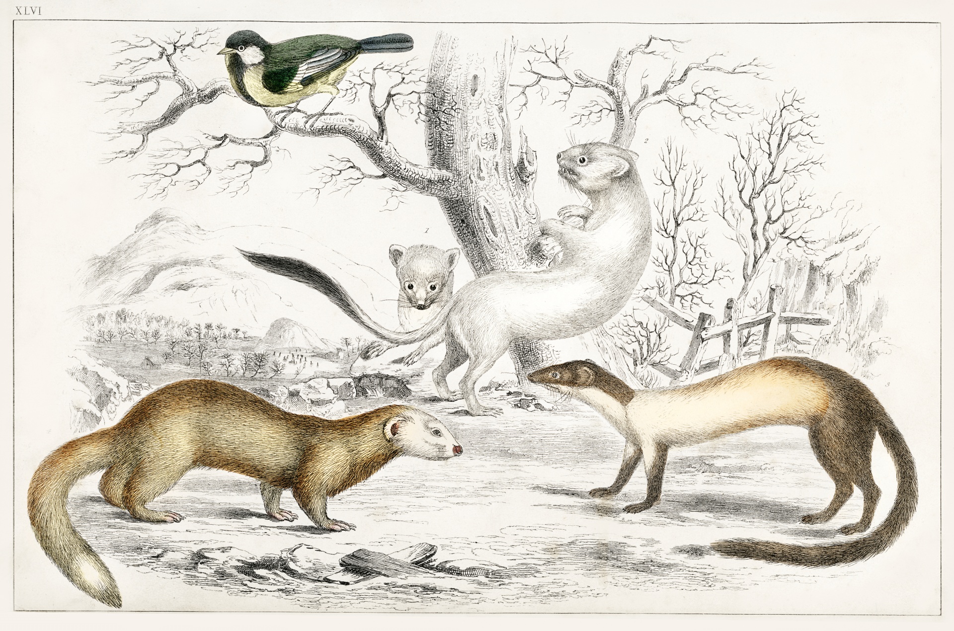 Mammals Marten Ermine Ferret Weasel Vintage Illustration Drawing Old Antique Vintage 1820 Oliver Goldsmith Art