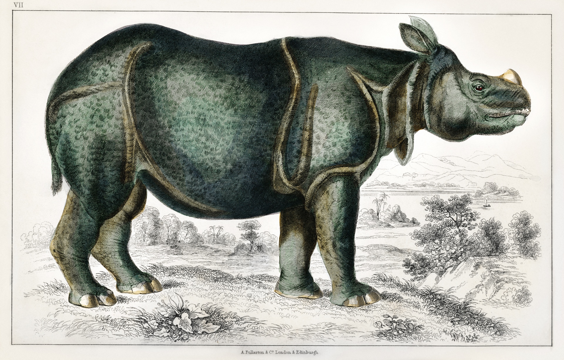 Mammals Rhinoceros Vintage Old