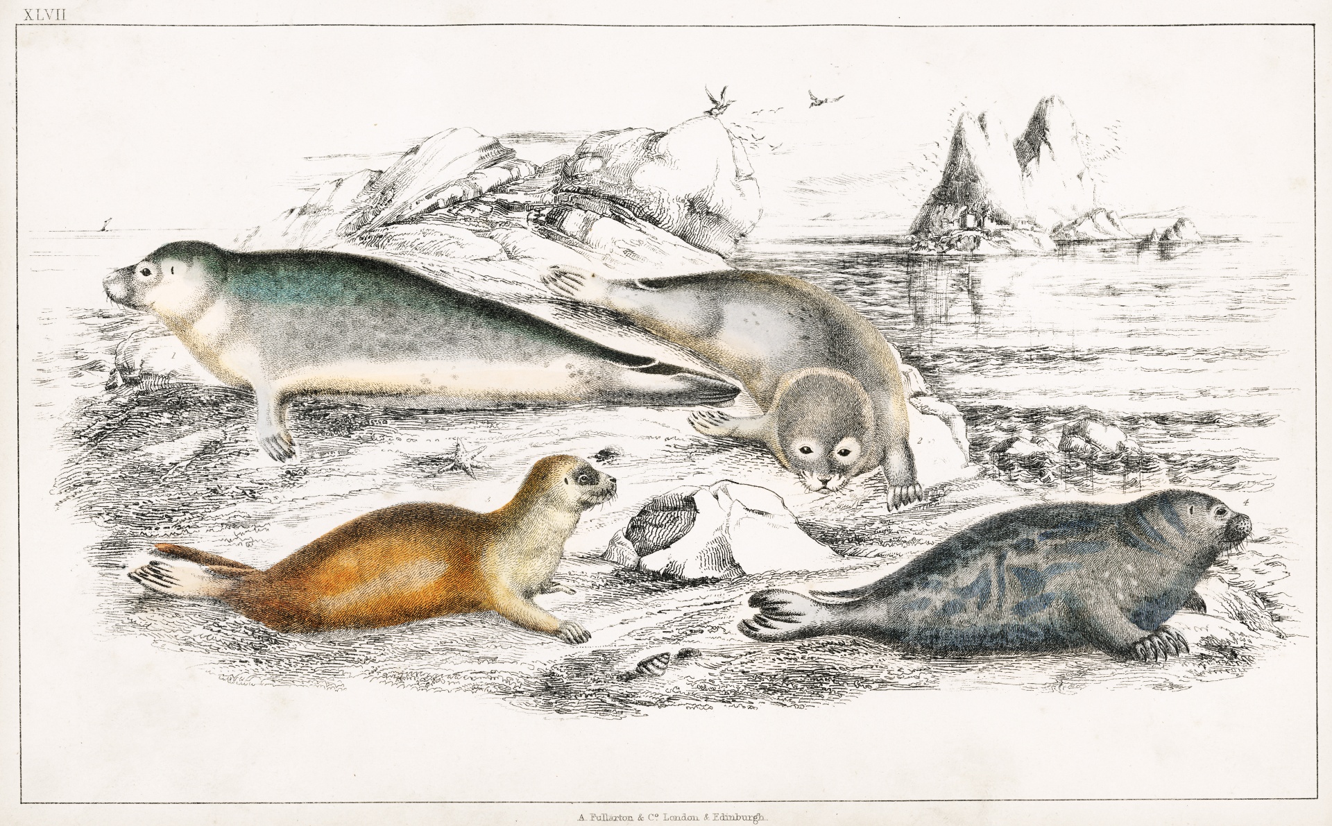 Mammals Seals Sea Lions Vintage Illustration Drawing Old Antique Vintage 1820 Oliver Goldsmith Art