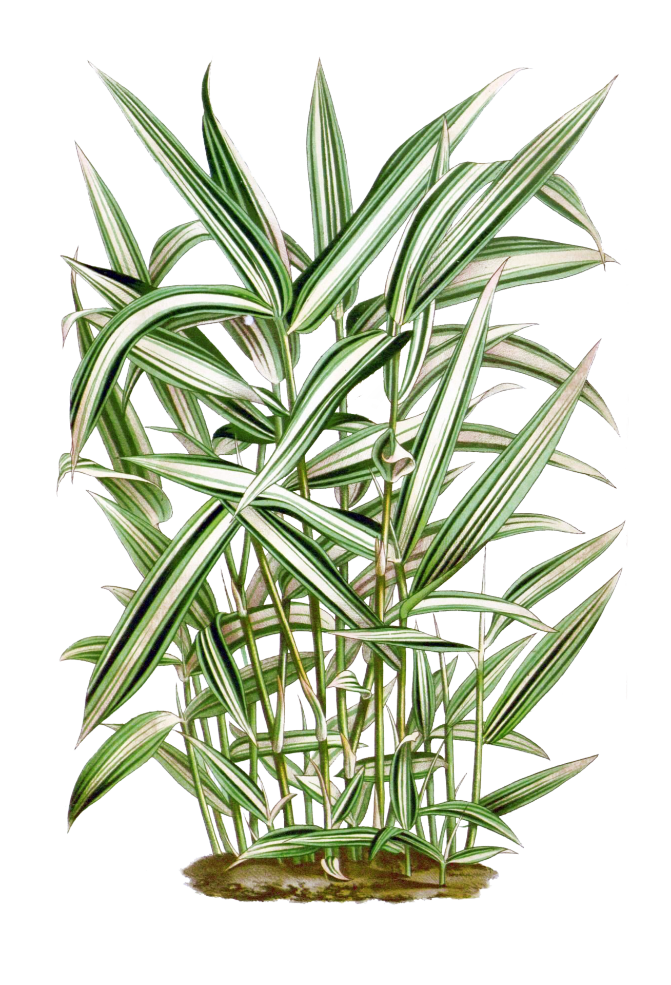Reed Grass Vintage Clipart