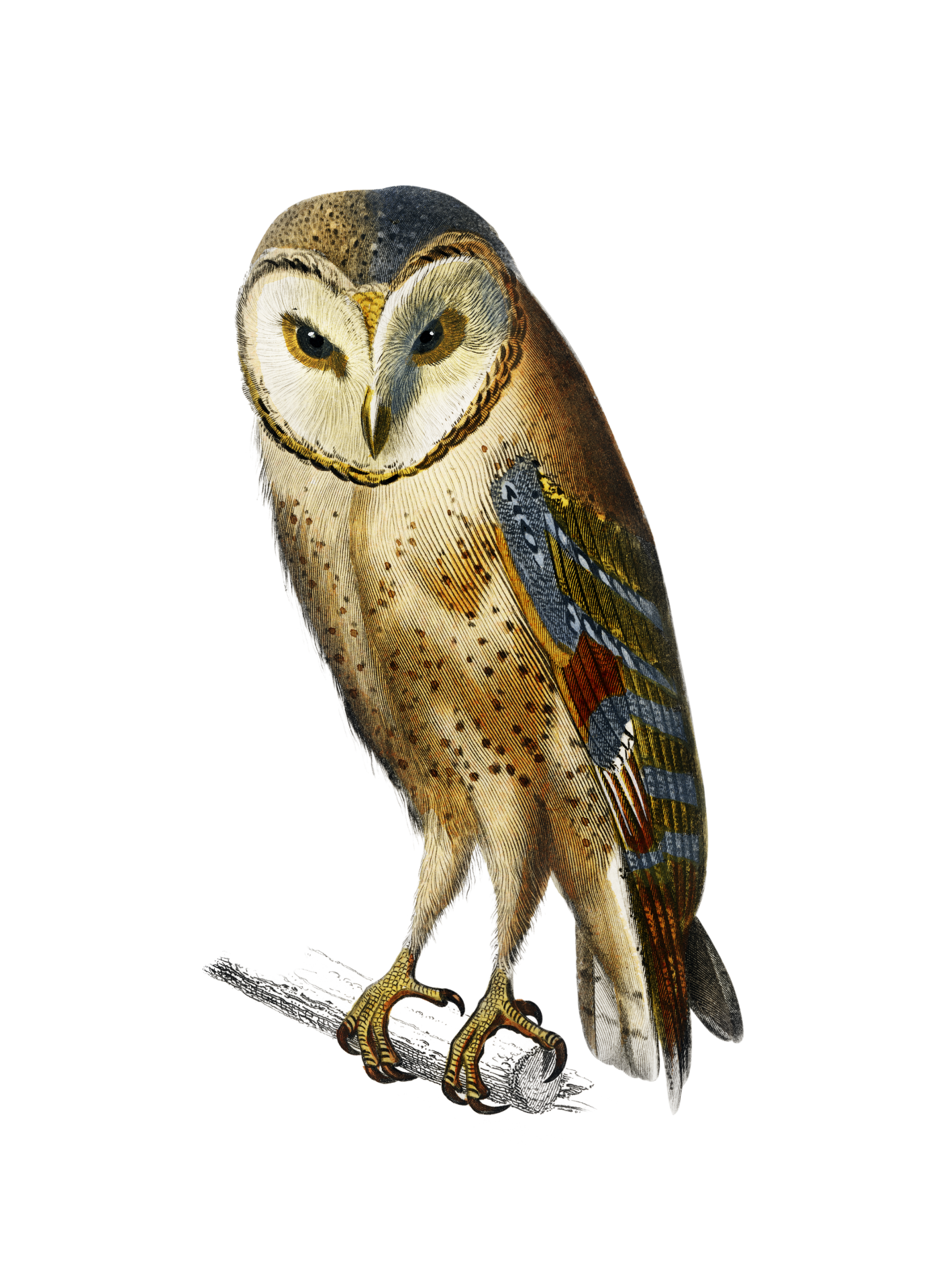 Barn Owl Vintage Clipart Art