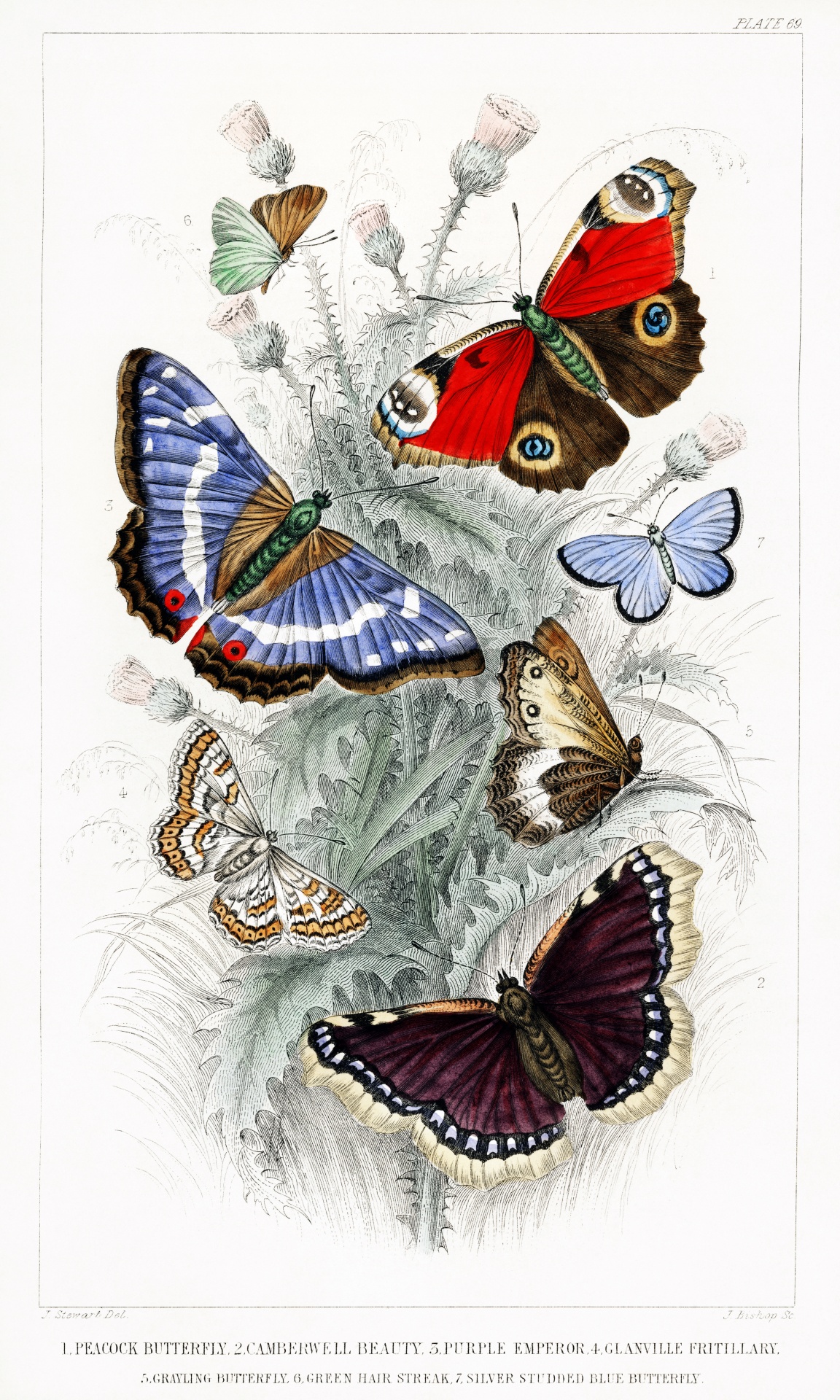 Butterfly Vintage Art Old