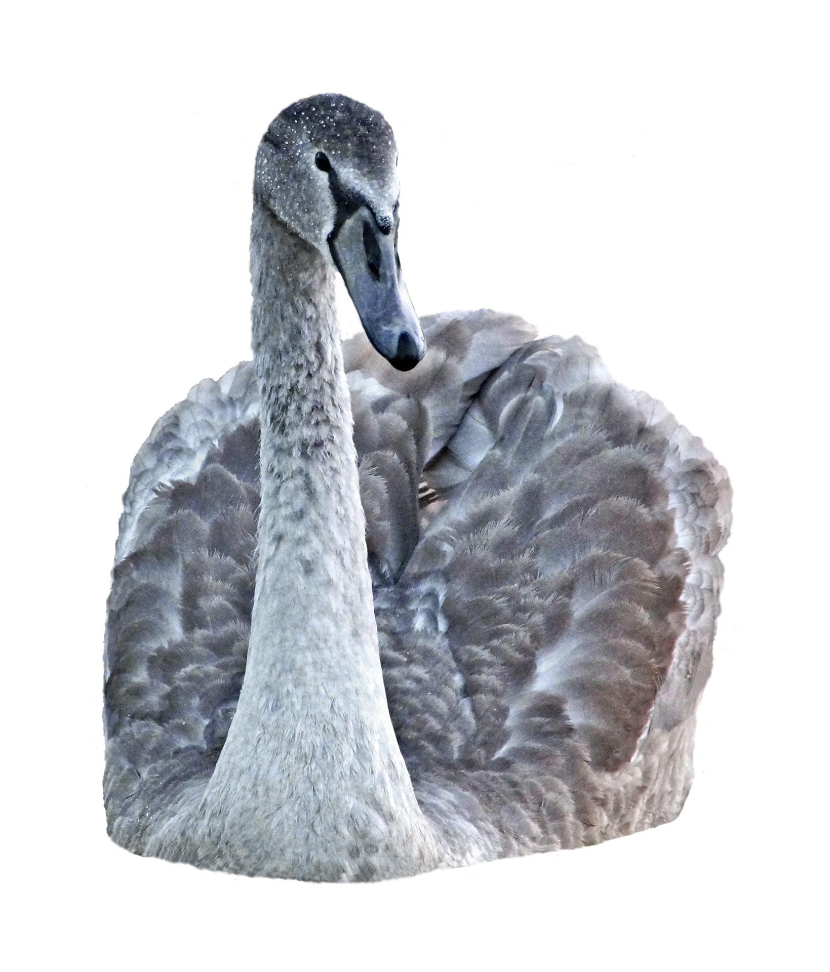 Swan Bird Clipart Photo