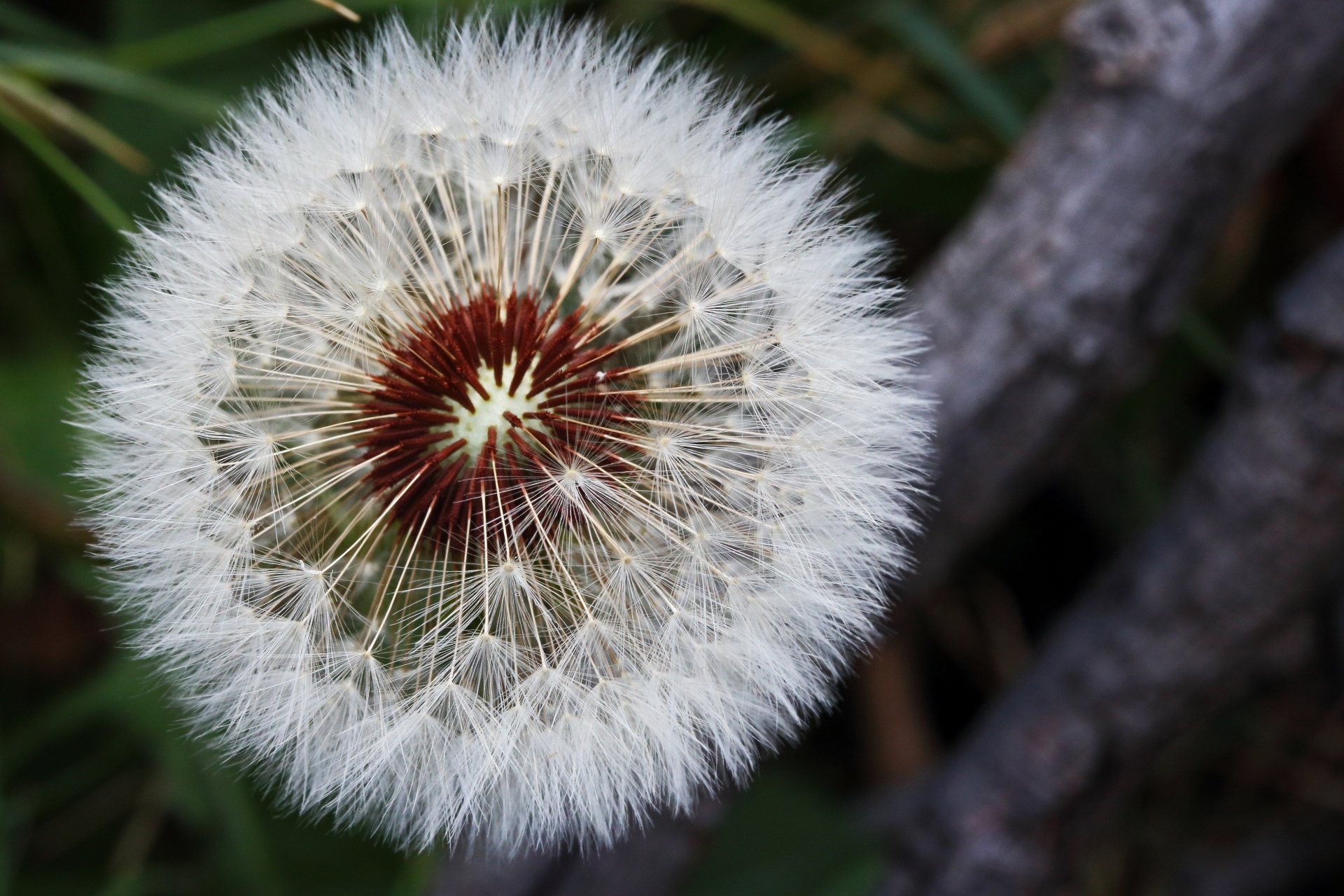 seed tufts on a white dandelion seed head