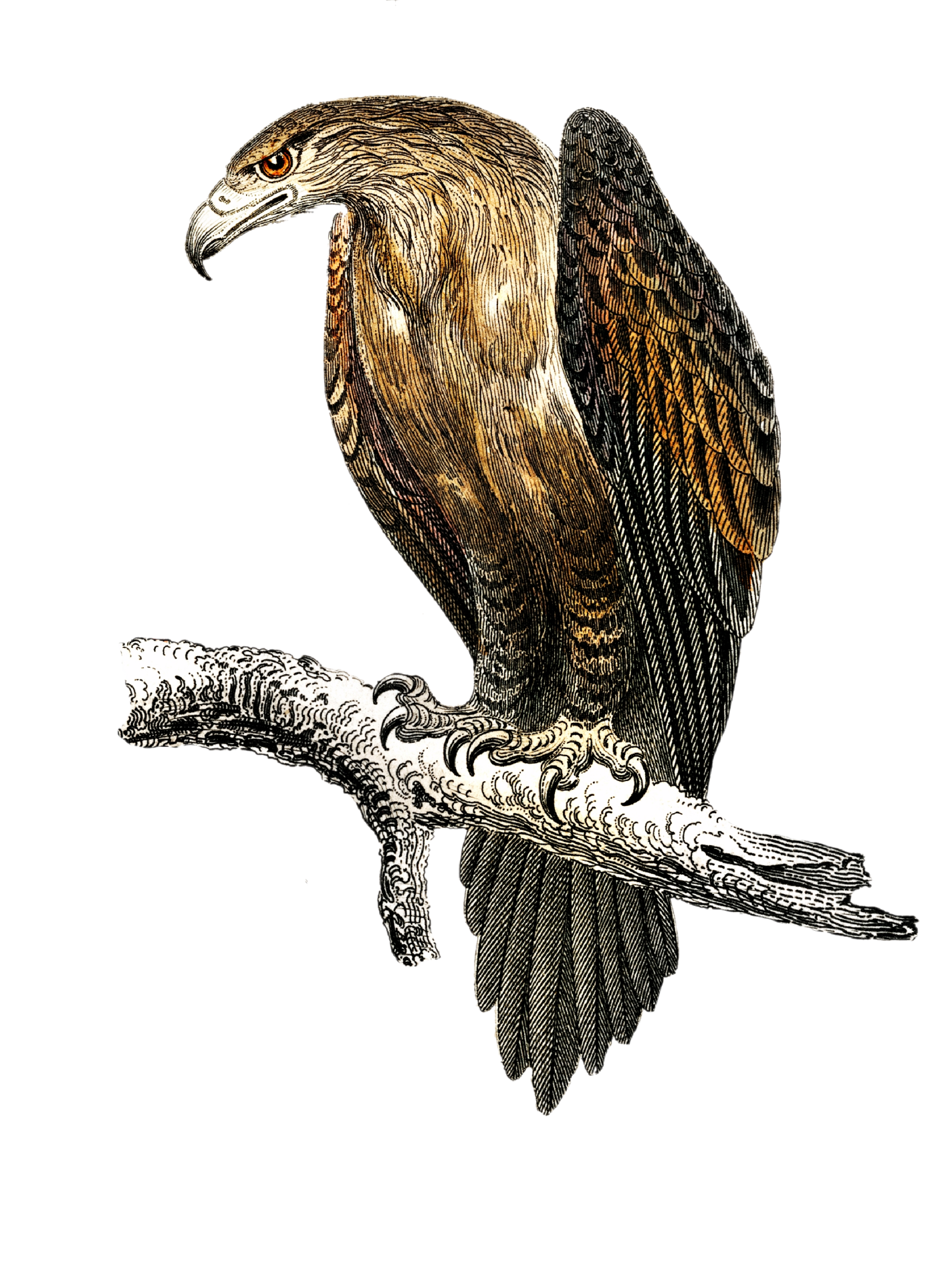Small Cape Eagle