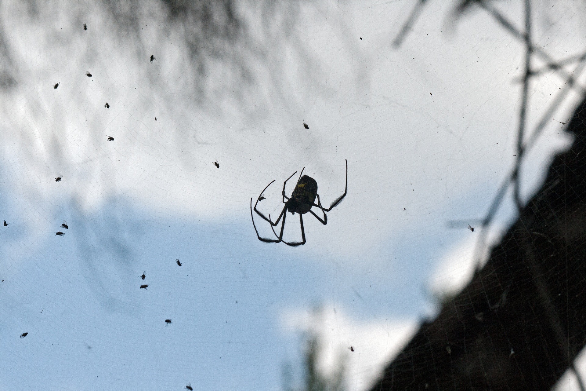 Small Gnats In A Web With Spider
