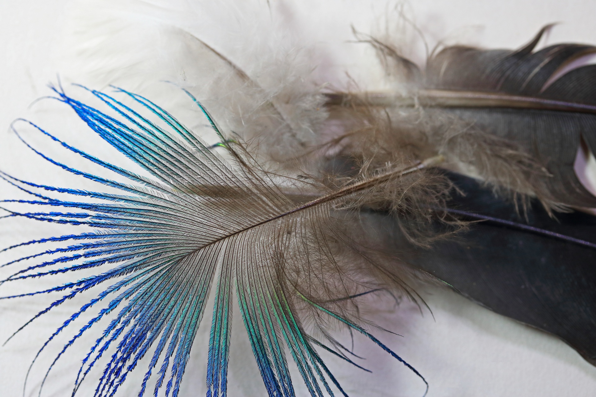 Small Irredescant Peacock Feather