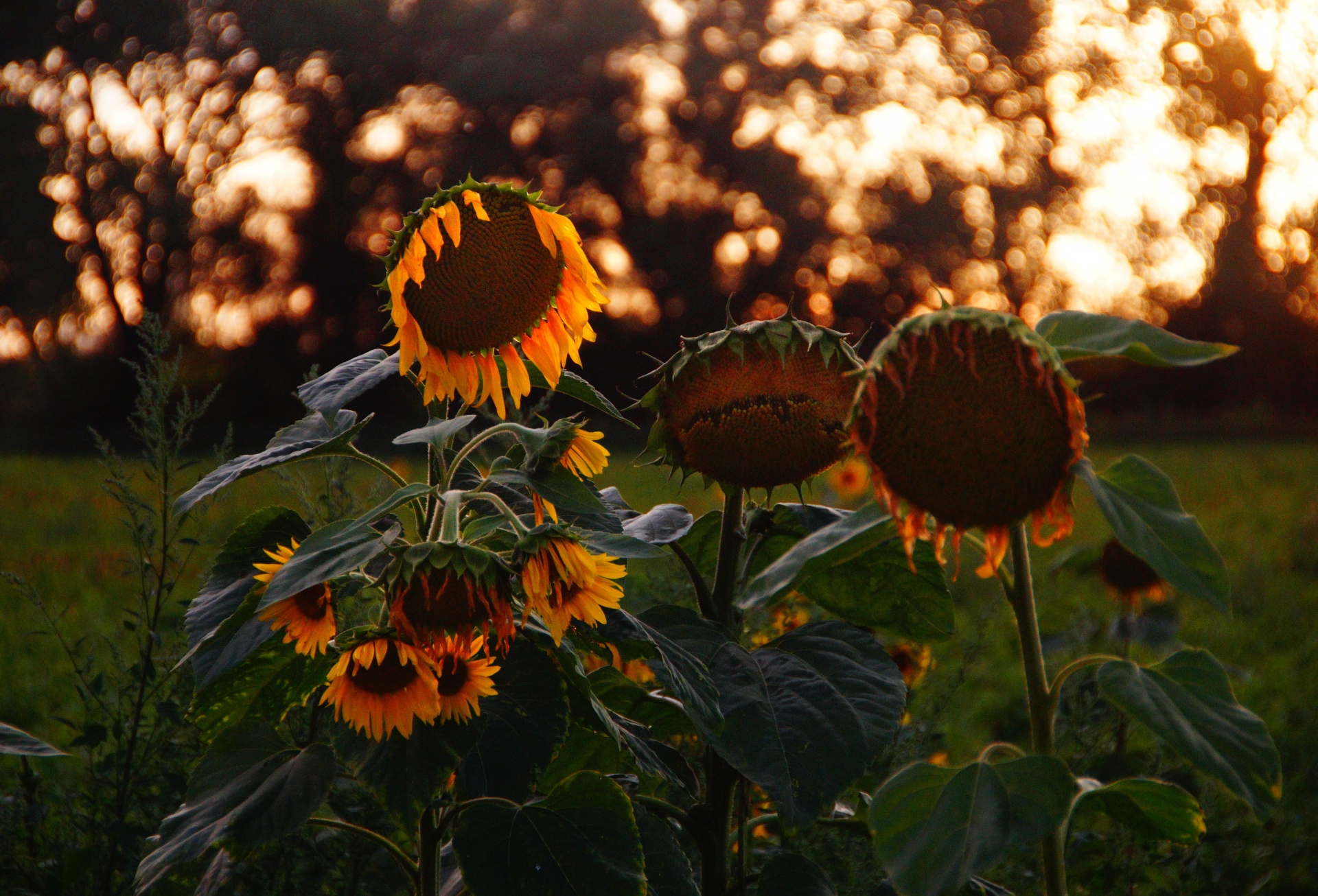 Sunflower Sunset Photo