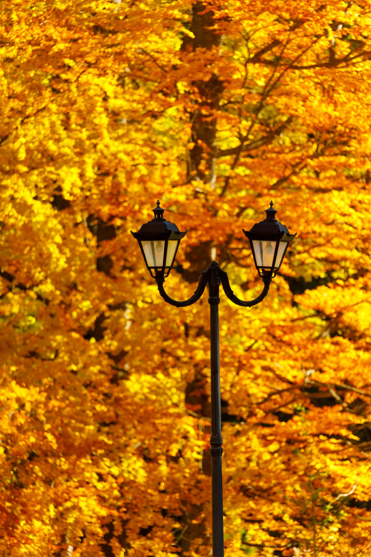 Street Lamp In Autumn