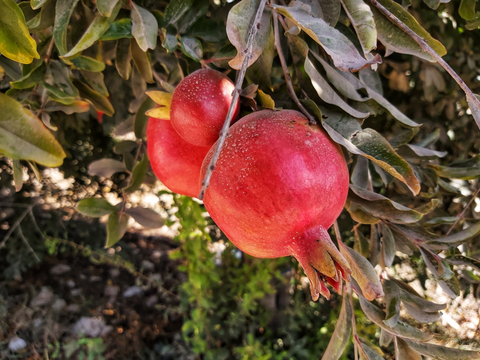 Two Pomegranates In Tree