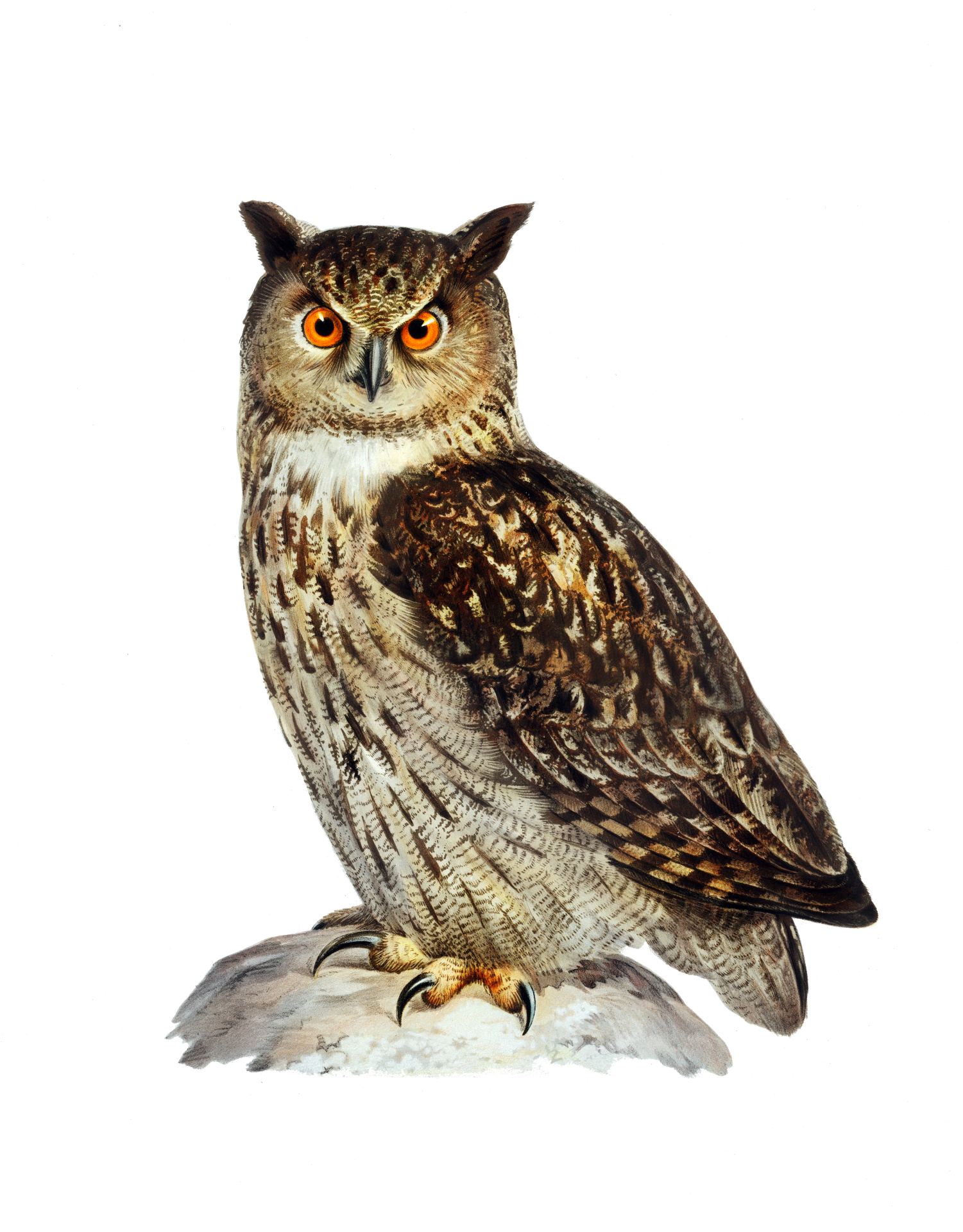 Eagle Owl Vintage Clipart Art
