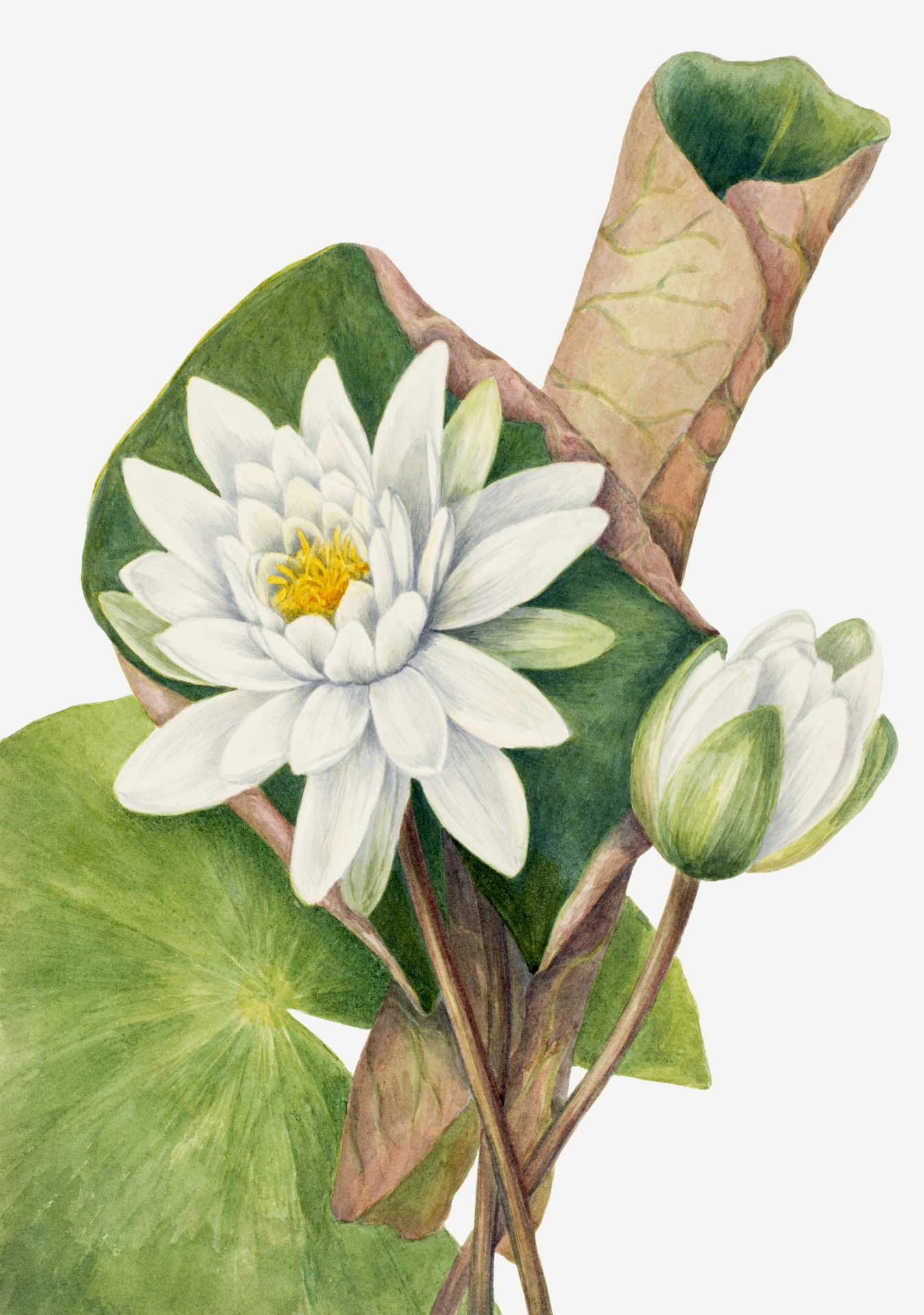 Vintage Floral Art Watercolor