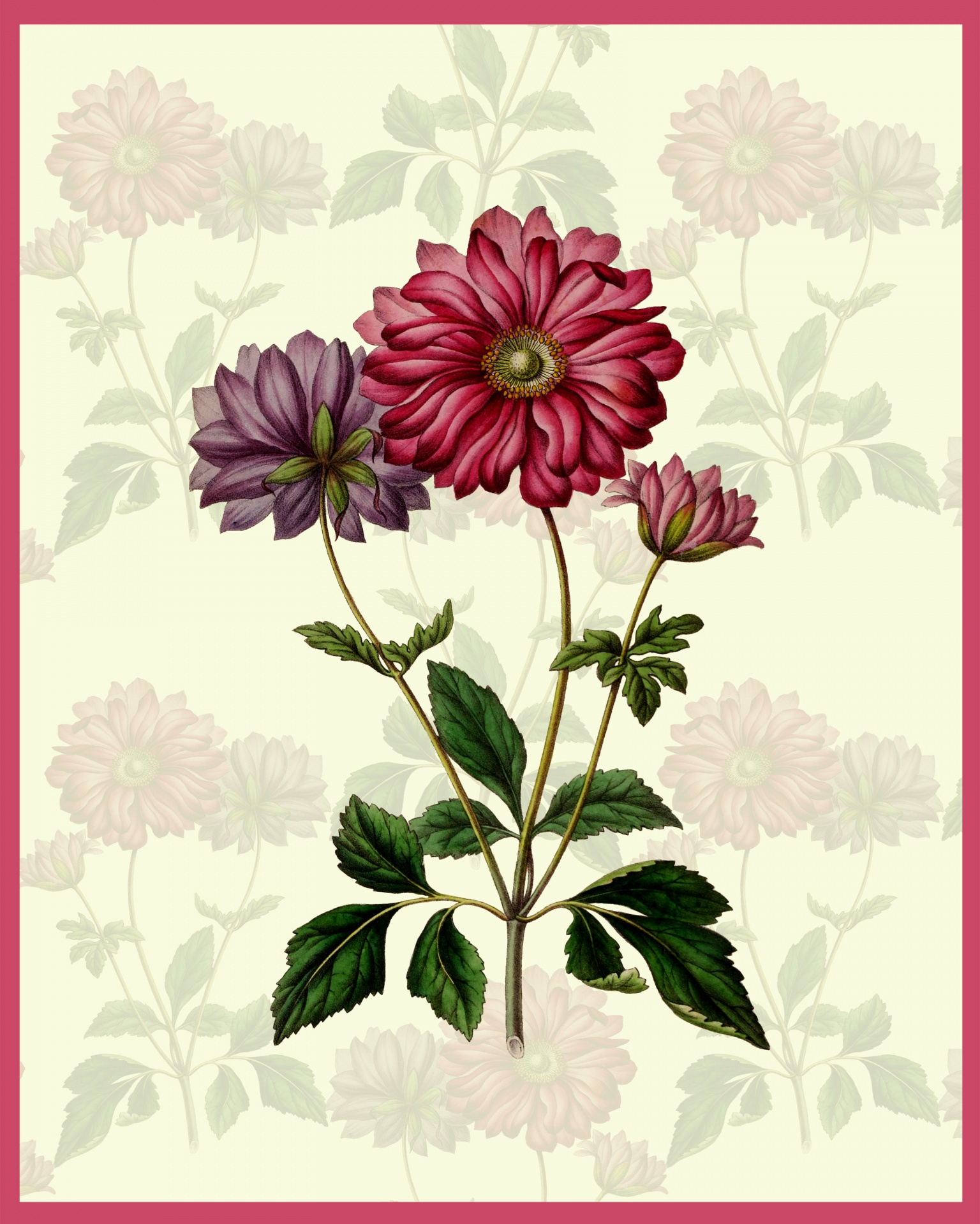 Beautiful botanical vintage illustration of Anemone Japonica flowers on floral faded background card or print template