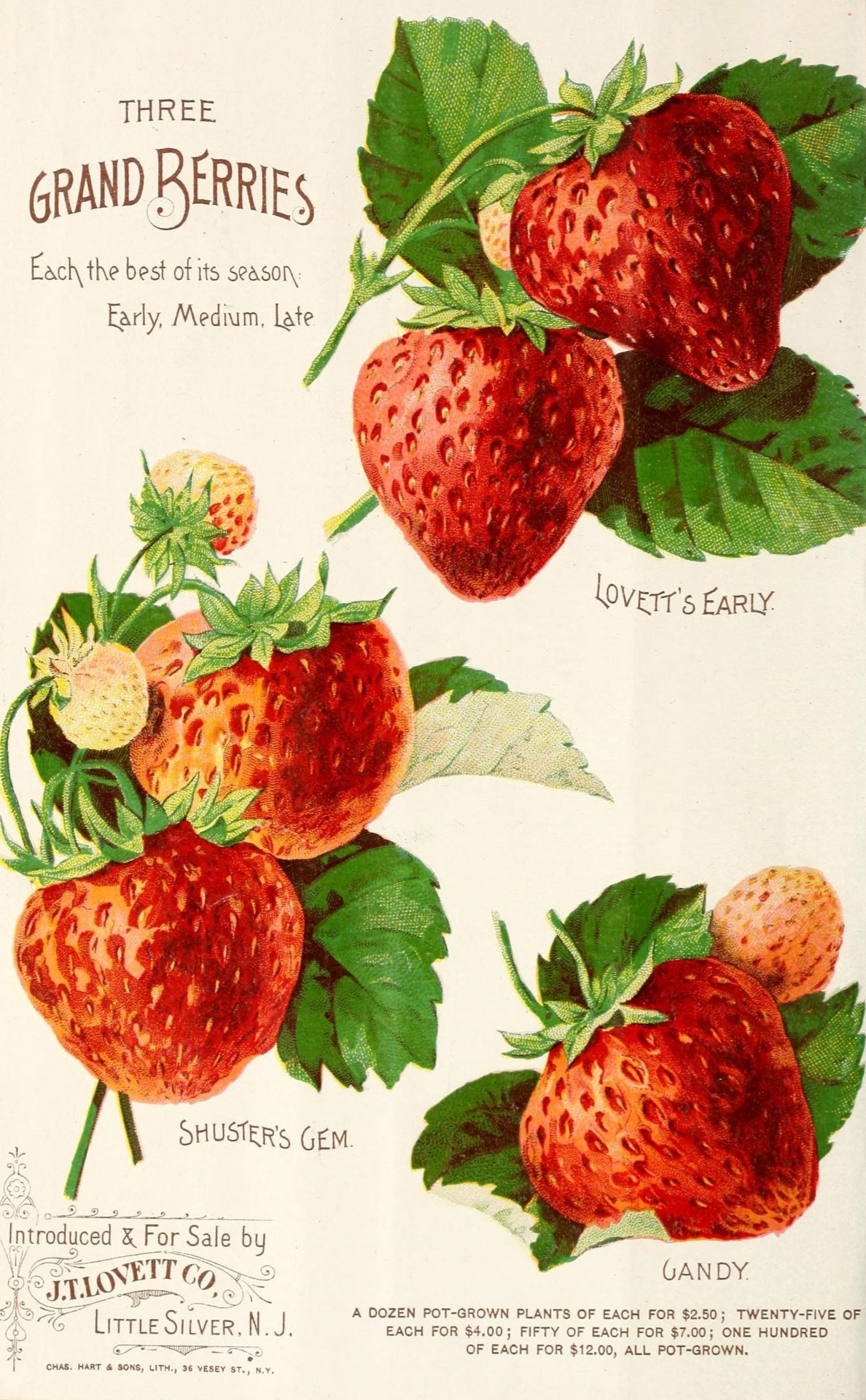 Vintage Advertising Strawberries Fruit Fruits Garden Harvest Plants Advertisement Old Antique Print Illustration Retro Poster