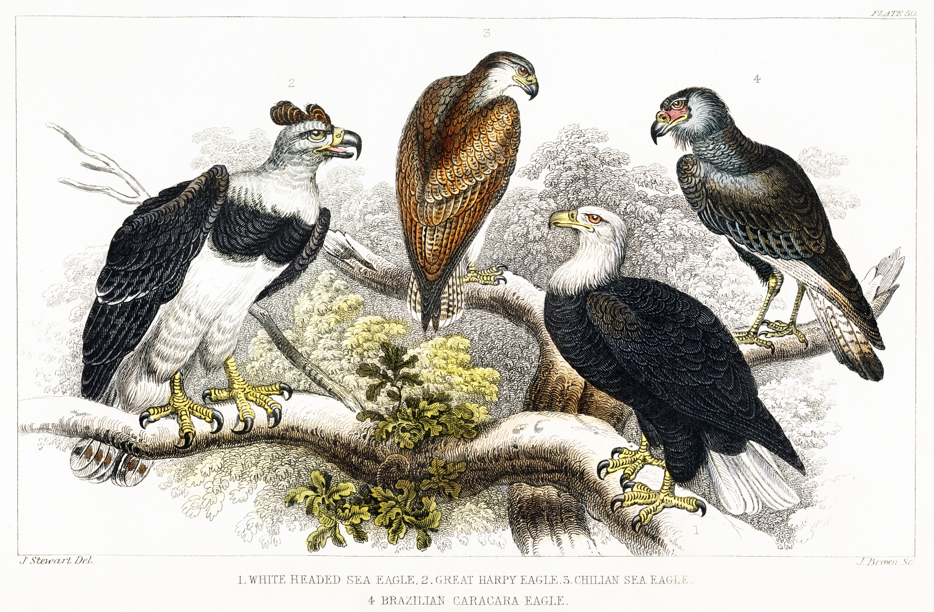 Birds Eagles Birds of Prey Vintage Illustration Drawing Old Antique Vintage 1820 Oliver Goldsmith Art