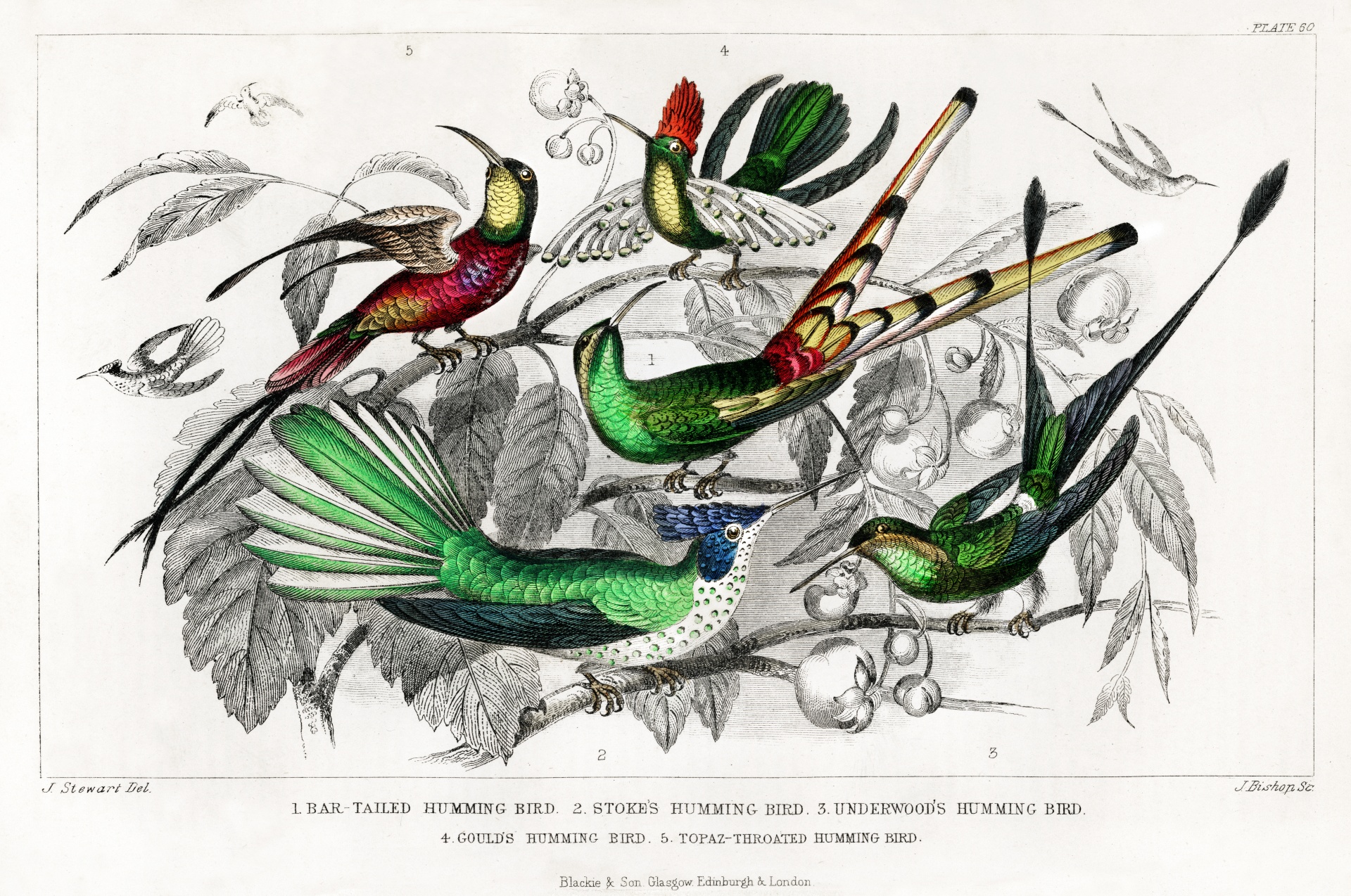 Birds Hummingbird Vintage Illustration Drawing Old Antique Vintage 1820 Oliver Goldsmith Art