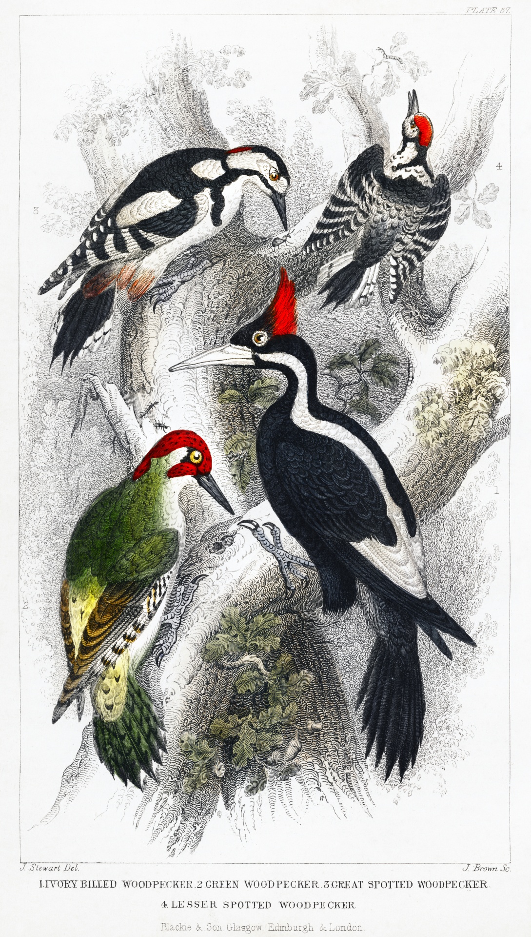 Birds Woodpeckers Vintage Illustration Drawing Old Antique Vintage 1820 Oliver Goldsmith Art