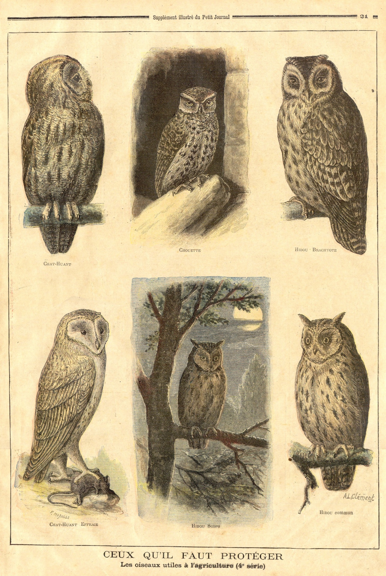 Birds Vintage Owls Old