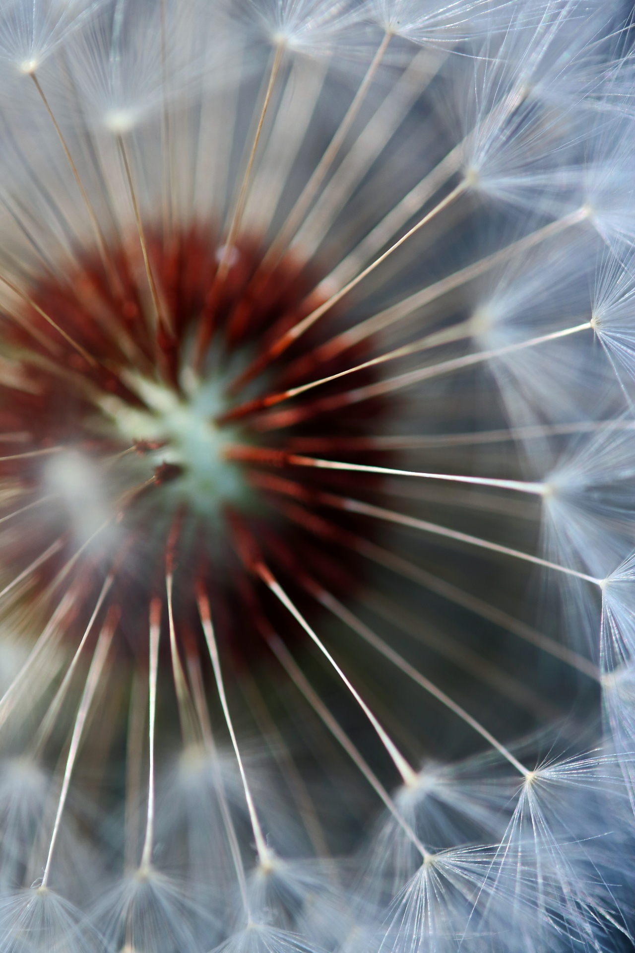 white filaments of dainty seed tufts on dandelion seed head