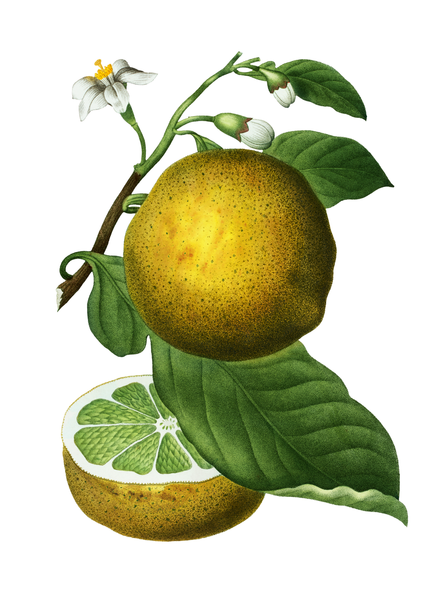 Lemon Orange Vintage Clipart