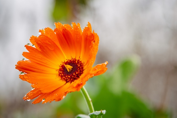 Flower, Marigold Free Stock Photo - Public Domain Pictures