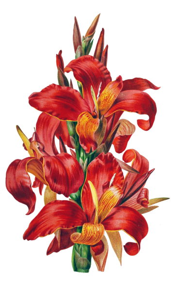 free clipart flower gladiolas