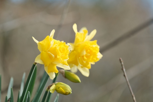 Yellow Daffodils Free Stock Photo - Public Domain Pictures