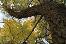 Alberta Black Poplar Tree